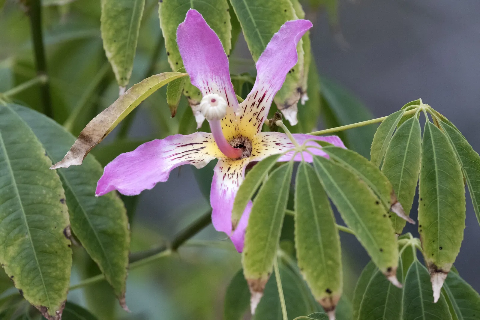 Silk Floss Tree (Ceiba Speciosa) — a striking deciduous specimen; is a stunning deciduous or semi-evergreen tree