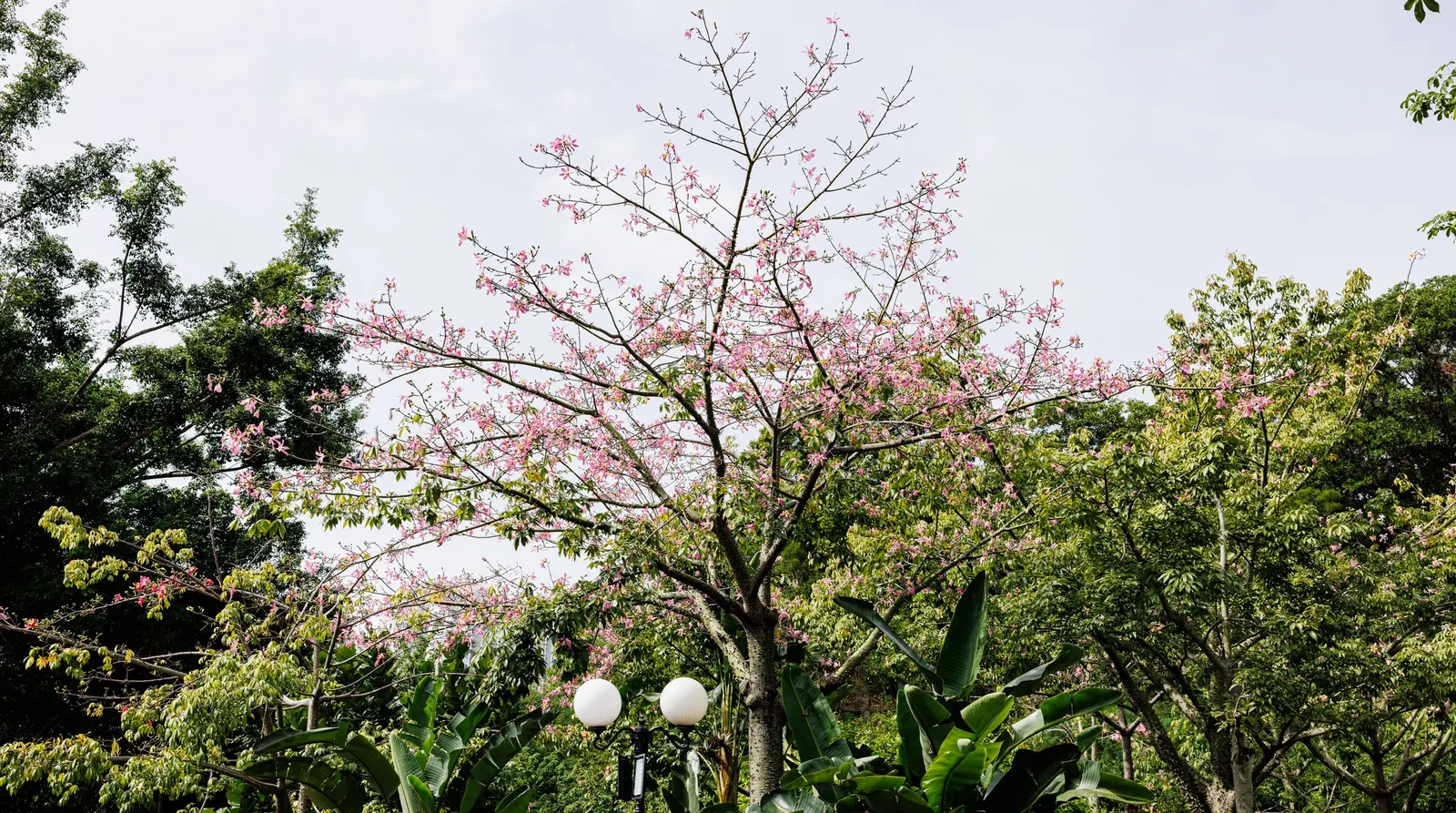 Silk Floss Tree (Ceiba Speciosa) — it commands attention in any landscape design; where it won't interfere with nearby structures, image 113