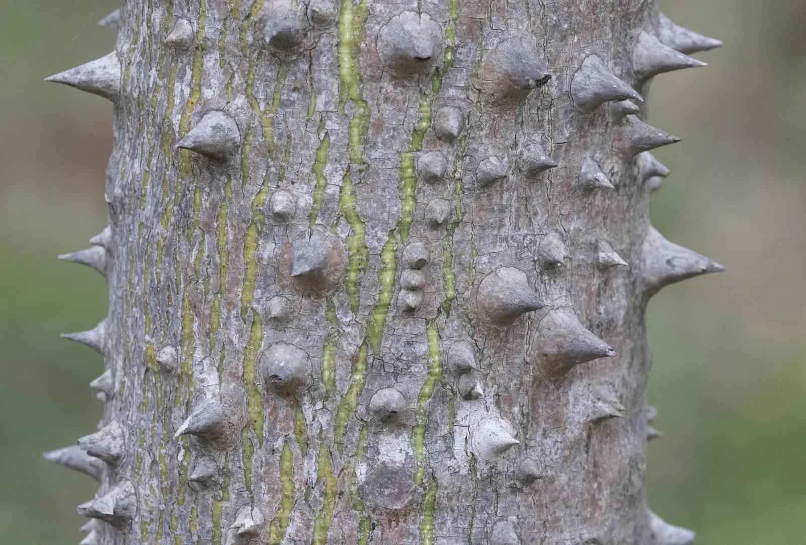 Silk Floss Tree (Ceiba Speciosa) — It is tolerant of different soil types but prefers those that are moderately fertile