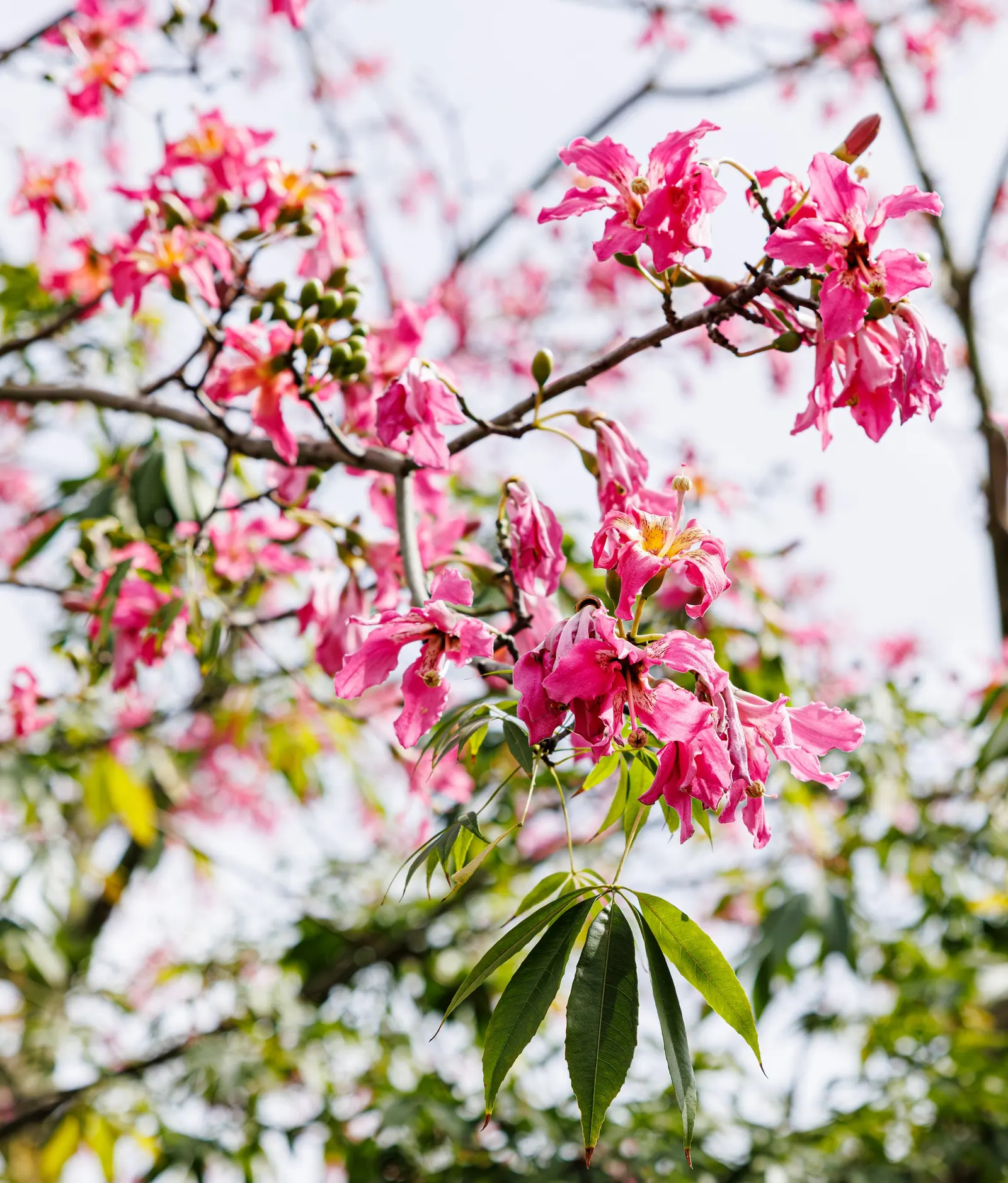 Silk Floss Tree (Ceiba Speciosa) — armed with woody conical prickles; scientifically known as Ceiba speciosa, image 115