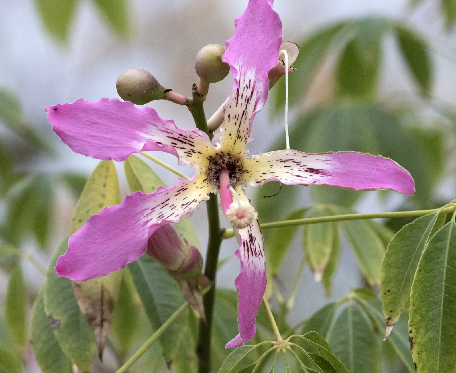 Silk Floss Tree (Ceiba Speciosa) — reaches heights of 30-60 feet; offering a brilliant display when few other trees are blooming