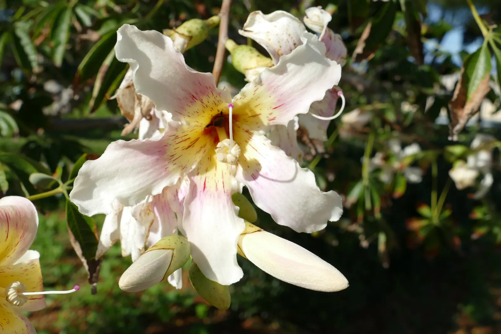 Silk Floss Tree (Ceiba Speciosa) — the Silk Floss Tree is adorned with large and showy pink or fuchsia blossoms