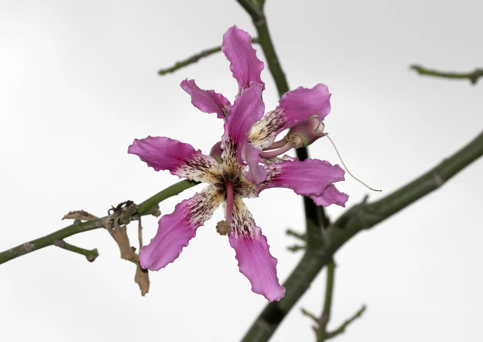 Silk Floss Tree (Ceiba Speciosa) — tree with pink blooms