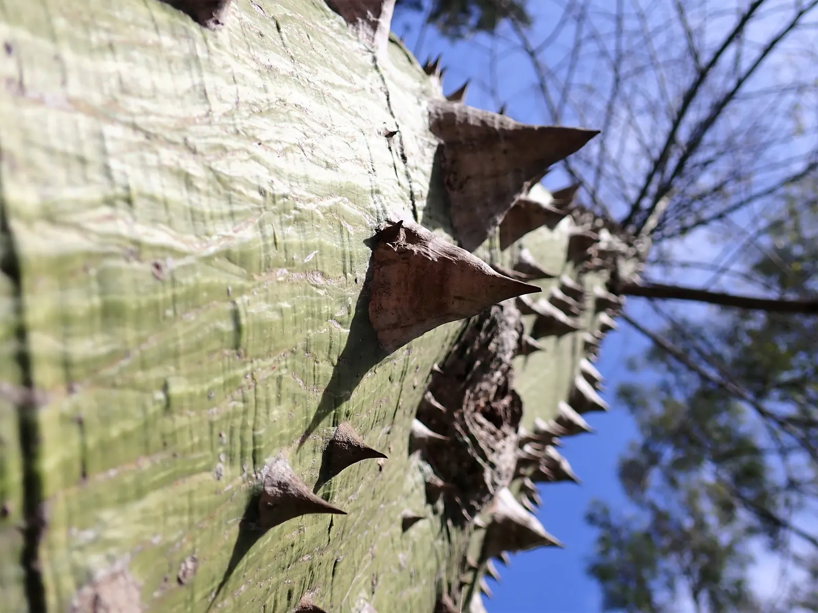 Silk Floss Tree (Ceiba Speciosa) — is a stunning deciduous or semi-evergreen tree; and is drought-tolerant once established, image 110