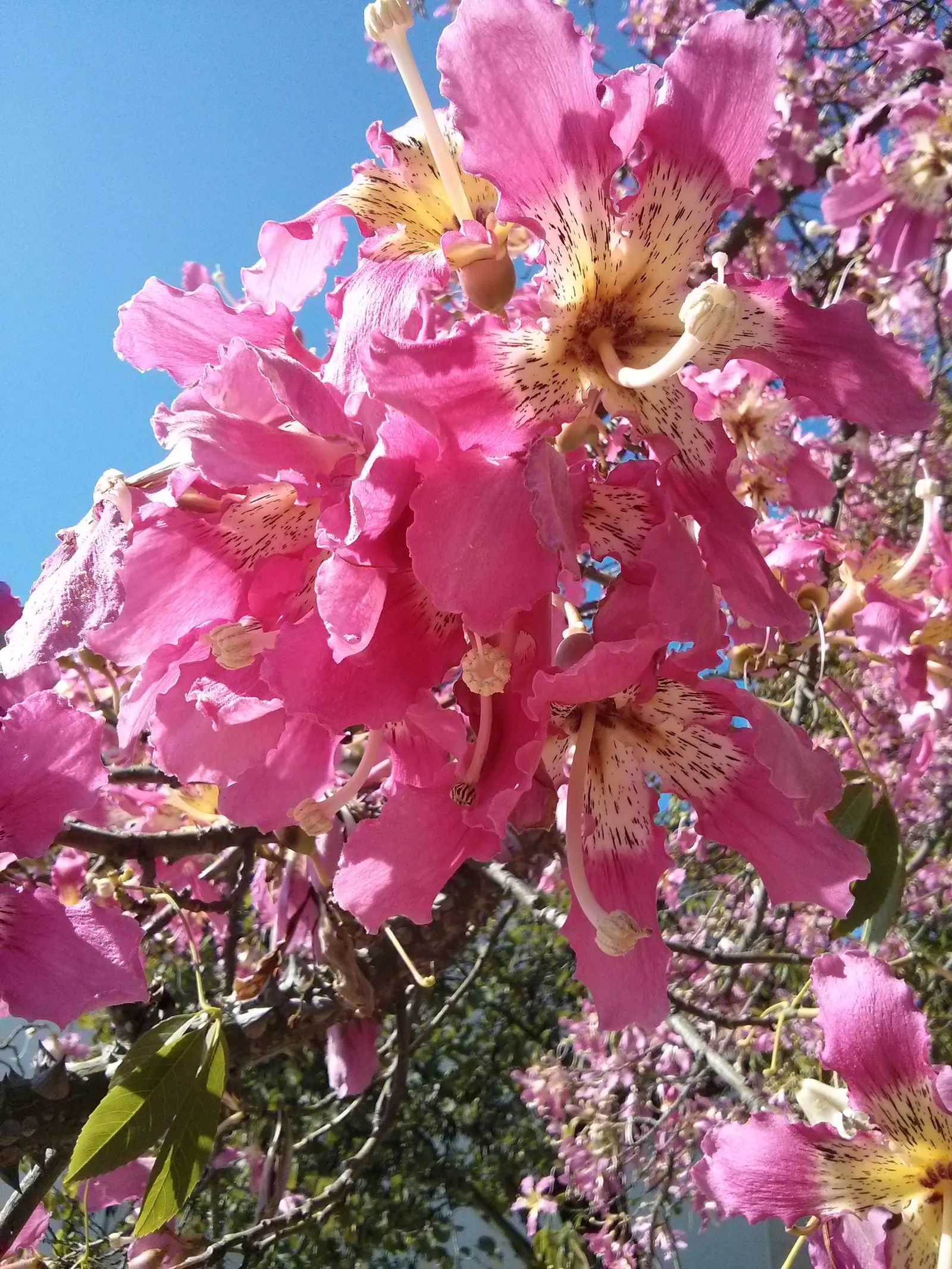 Silk Floss Tree (Ceiba Speciosa) — providing dramatic visual interest in warm climates; this tree is suited to USDA Hardiness Zones 9b through 11 and is