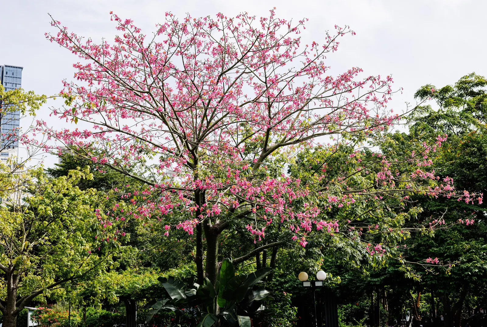 Silk Floss Tree (Ceiba Speciosa) — orchid-like pink flowers in fall before leaf drop, image 105