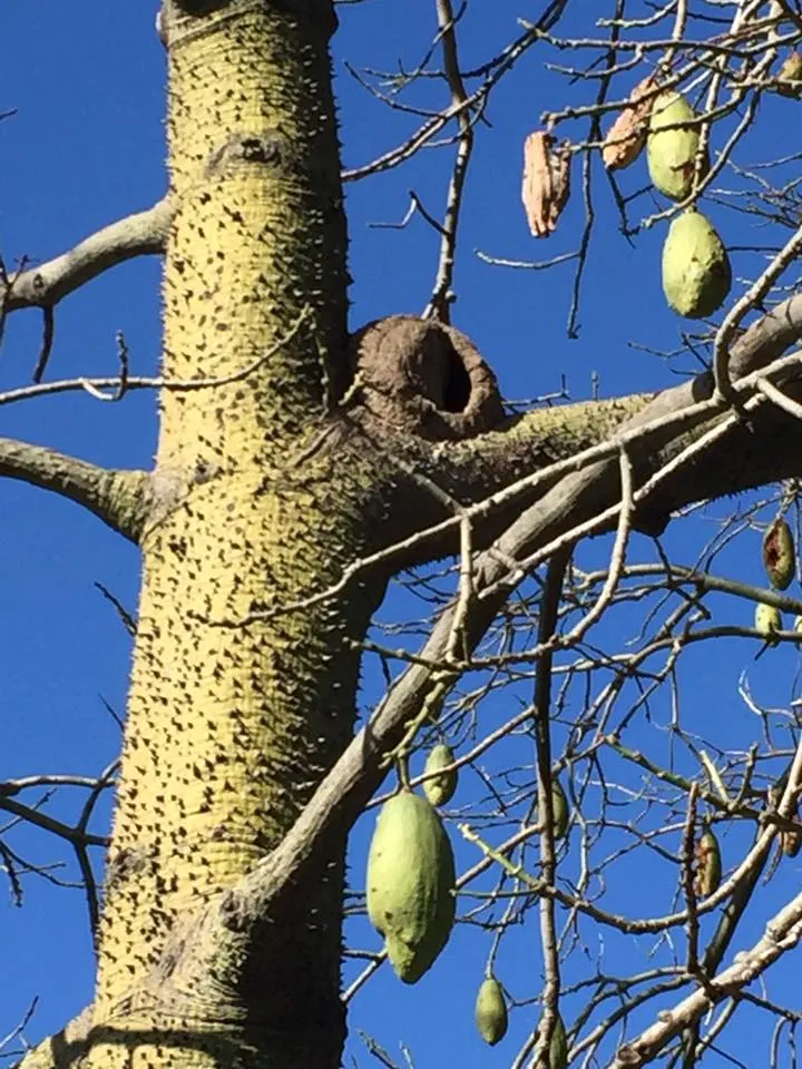 Silk Floss Tree (Ceiba Speciosa) — before the foliage emerges