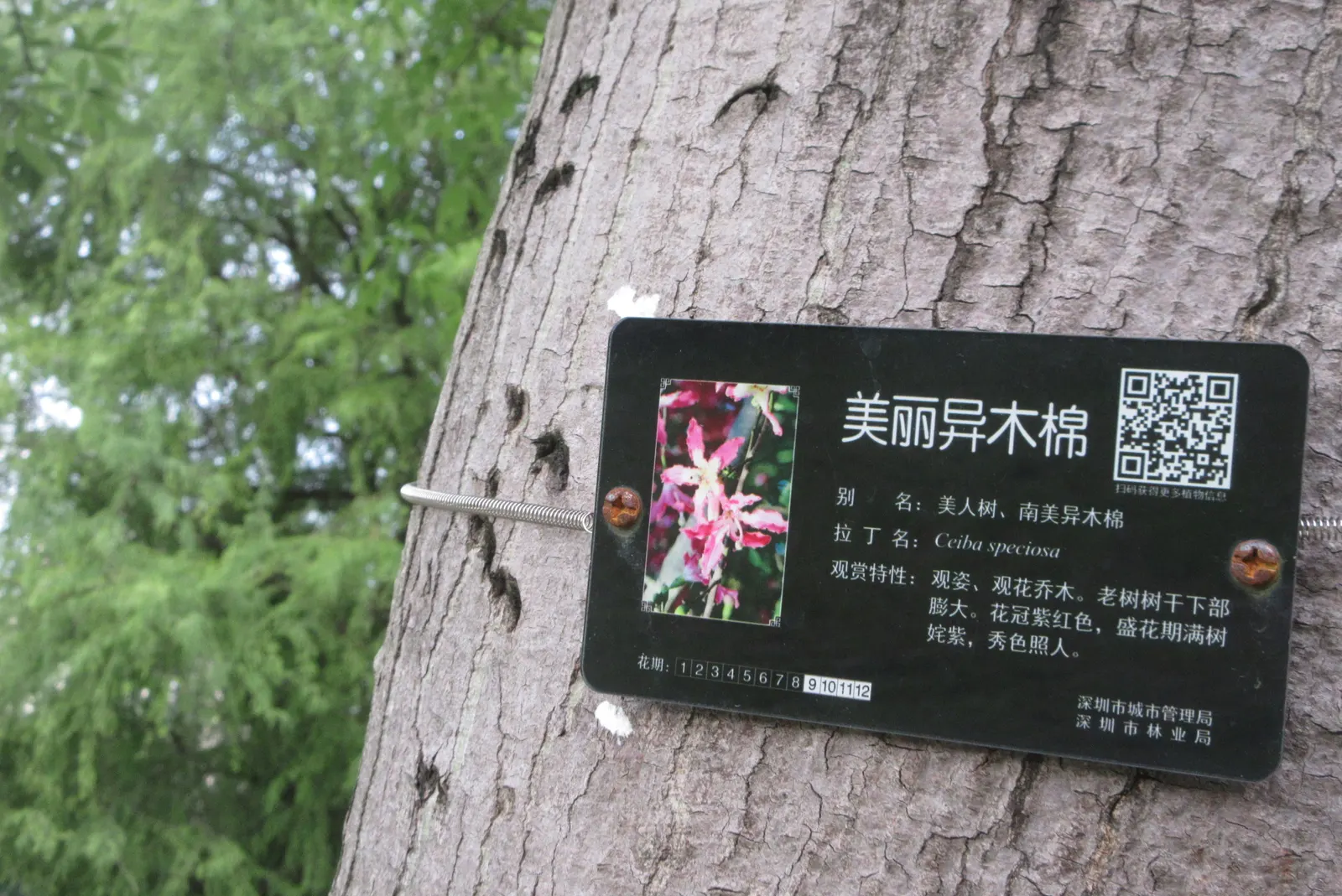 Silk Floss Tree (Ceiba Speciosa) — the Silk Floss Tree thrives in full sun exposure and requires well-draining soils