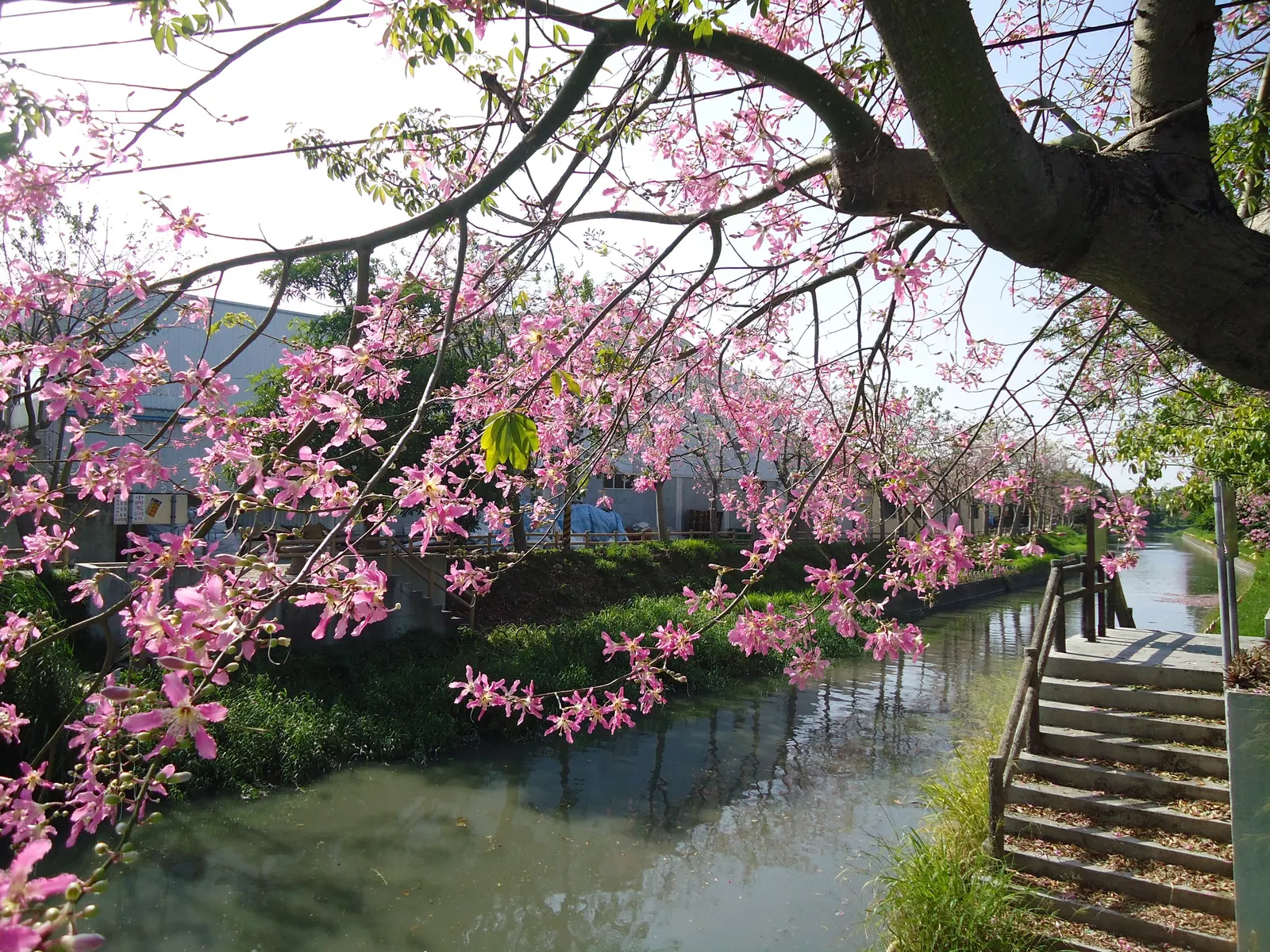 Silk Floss Tree (Ceiba Speciosa) — but it may require ample space for both aboveground and subterranean expansion