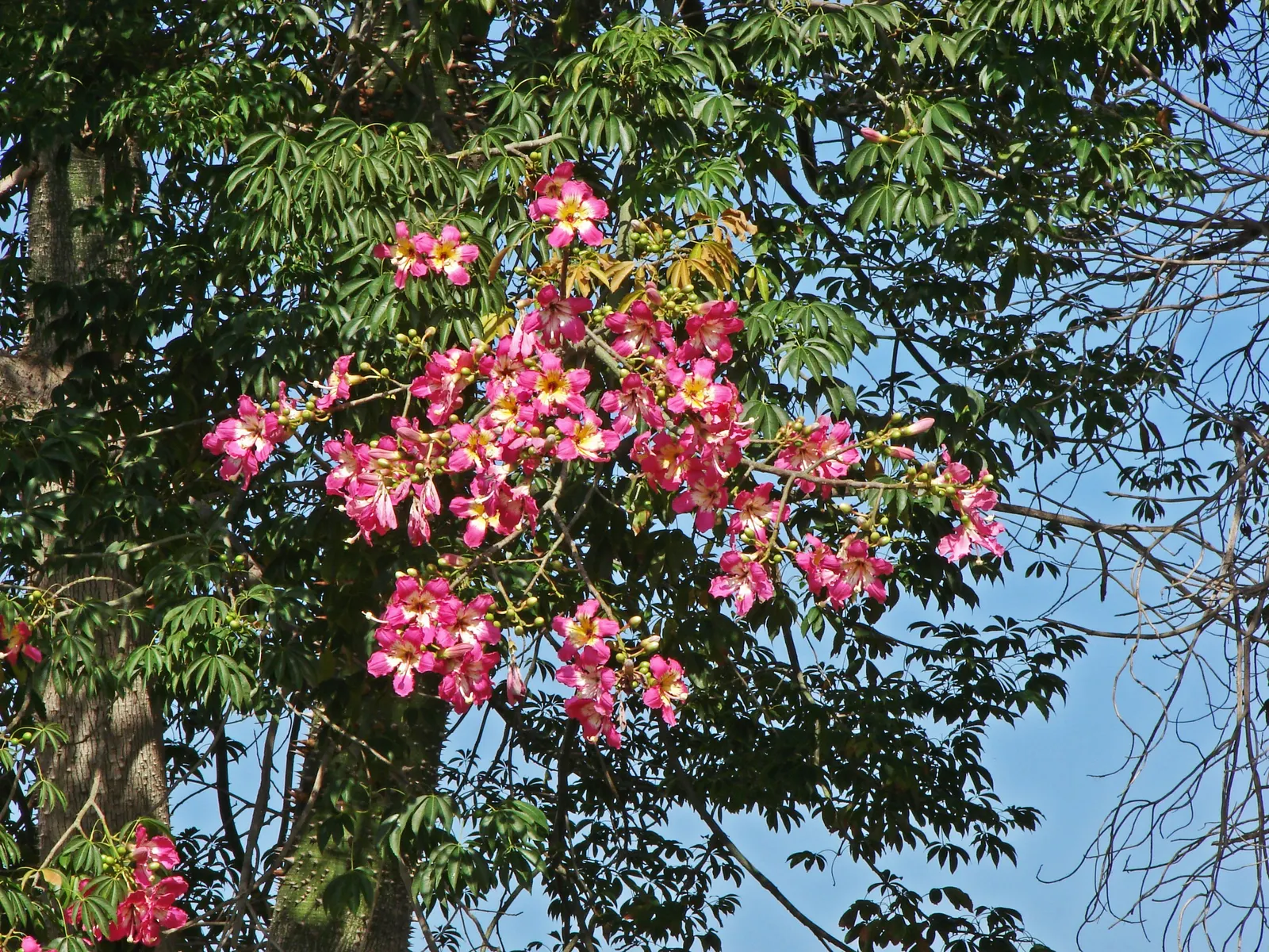 Silk Floss Tree (Ceiba Speciosa) — The Silk Floss Tree (Ceiba speciosa); with a canopy spread of up to 40 feet, image 100