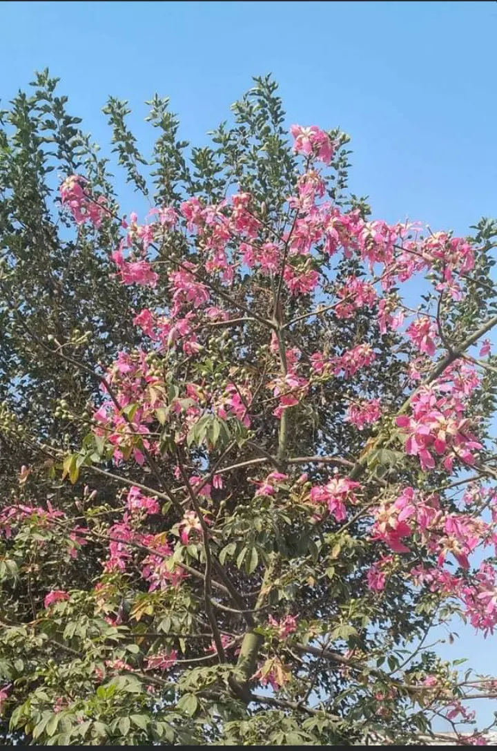 Silk Floss Tree (Ceiba Speciosa) — it demands full sun and well-drained soil; with potential heights reaching between 40 to 60 feet and spreading approximately