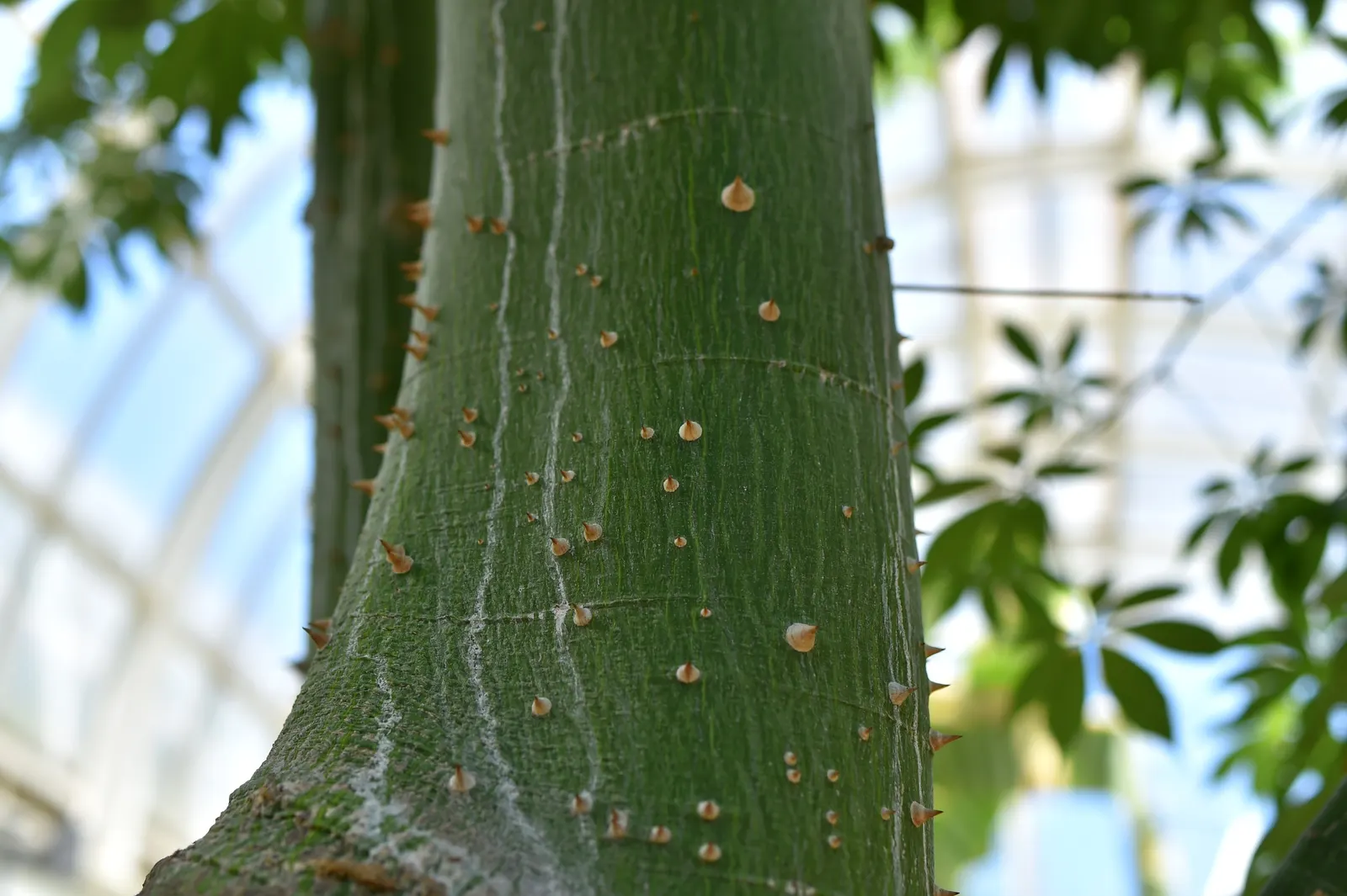 Silk Floss Tree (Ceiba Speciosa) — and is drought-tolerant once established; before the foliage emerges, image 107