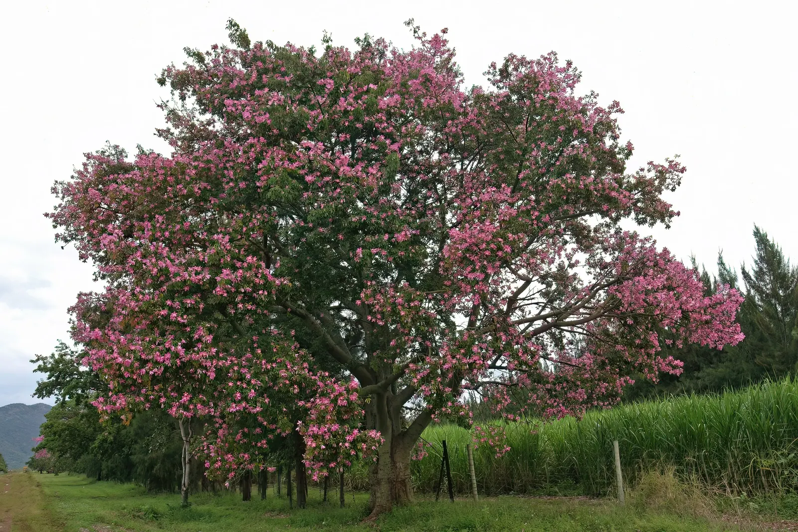 Silk Floss Tree (Ceiba Speciosa) — scientifically known as Ceiba speciosa; the Silk Floss Tree (Ceiba speciosa), image 175