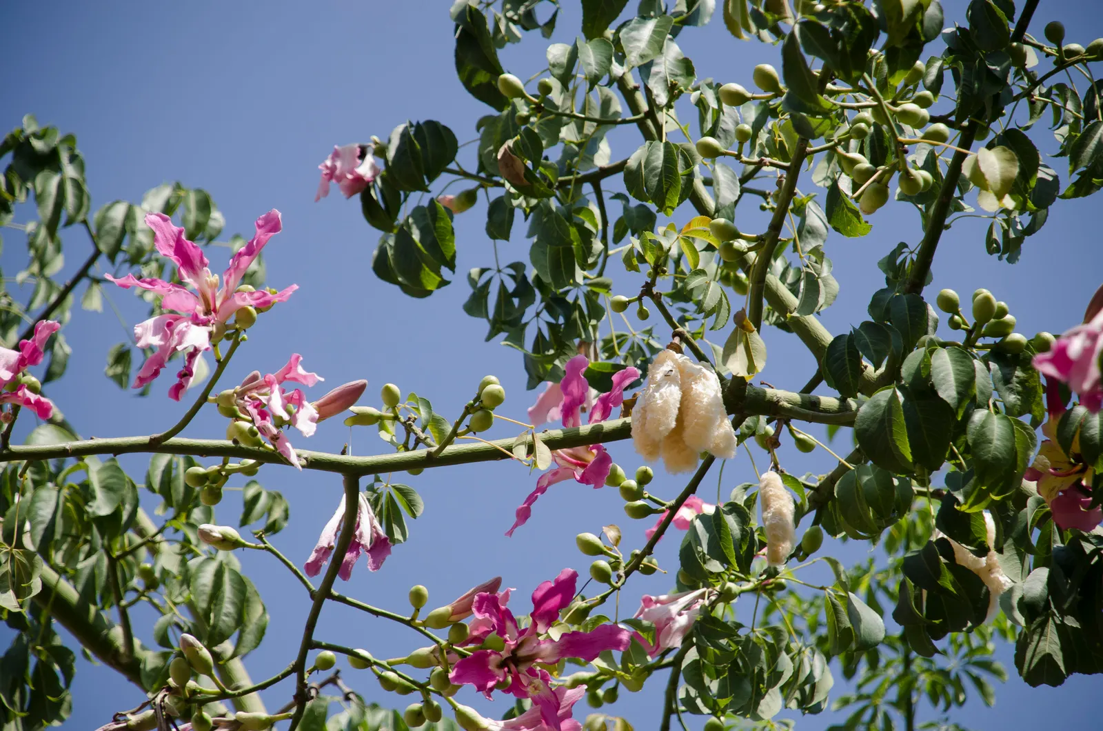 Silk Floss Tree (Ceiba Speciosa) — tree with pink blooms; the tree produces oval pods filled with silky white fibers, image 98