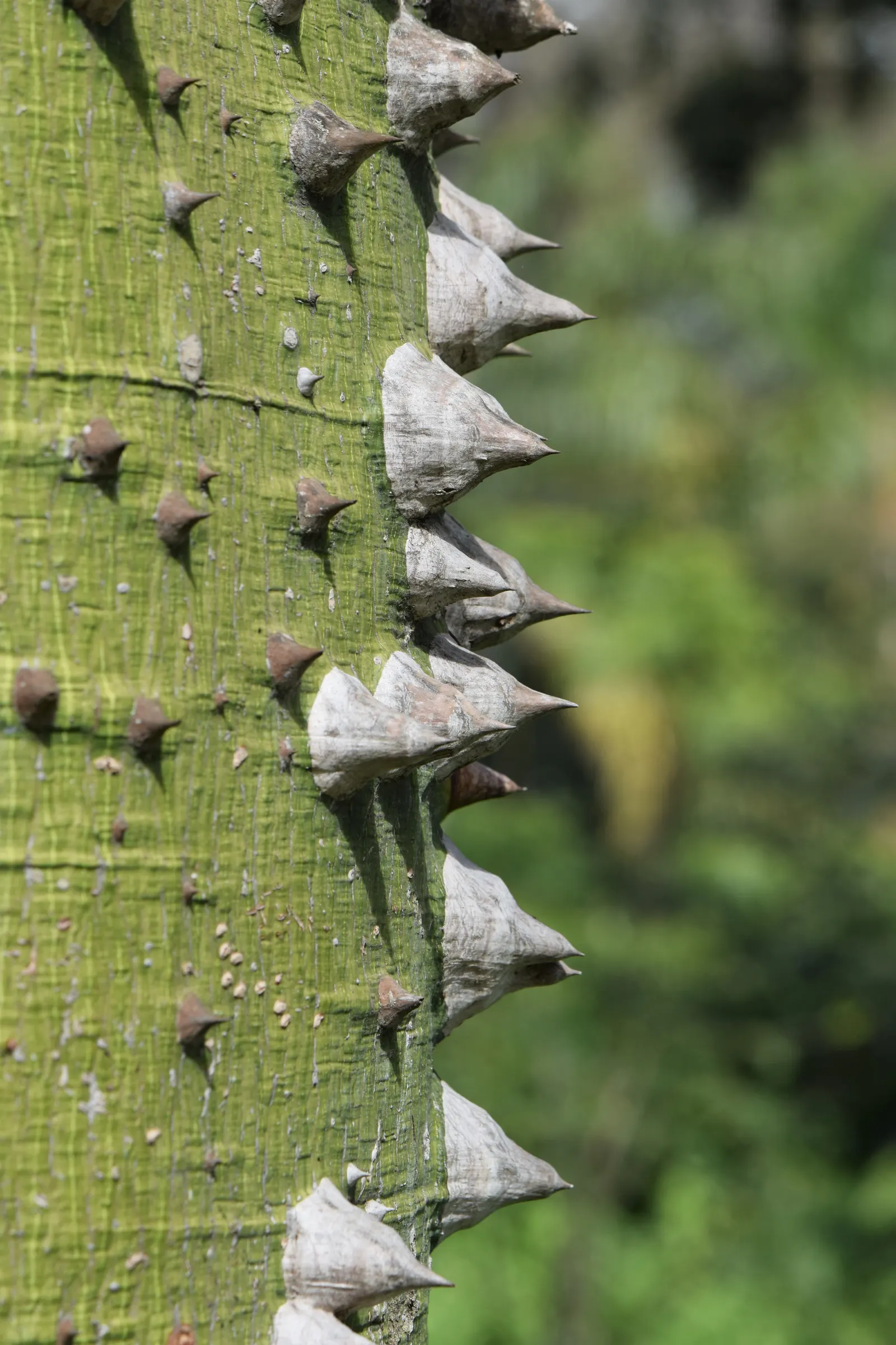 Silk Floss Tree (Ceiba Speciosa) — This tree is suited to USDA Hardiness Zones 9b through 11 and is drought-resistant once established; the, image 126