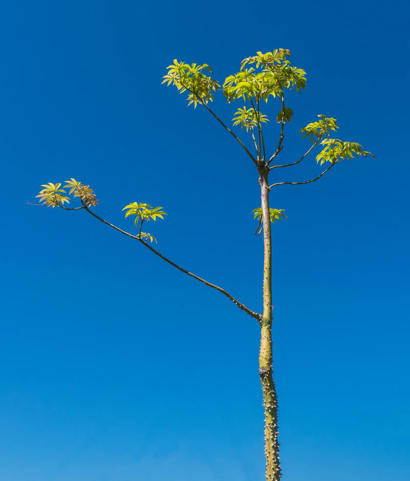 Silk Floss Tree (Ceiba Speciosa) — The Silk Floss Tree (Ceiba speciosa)