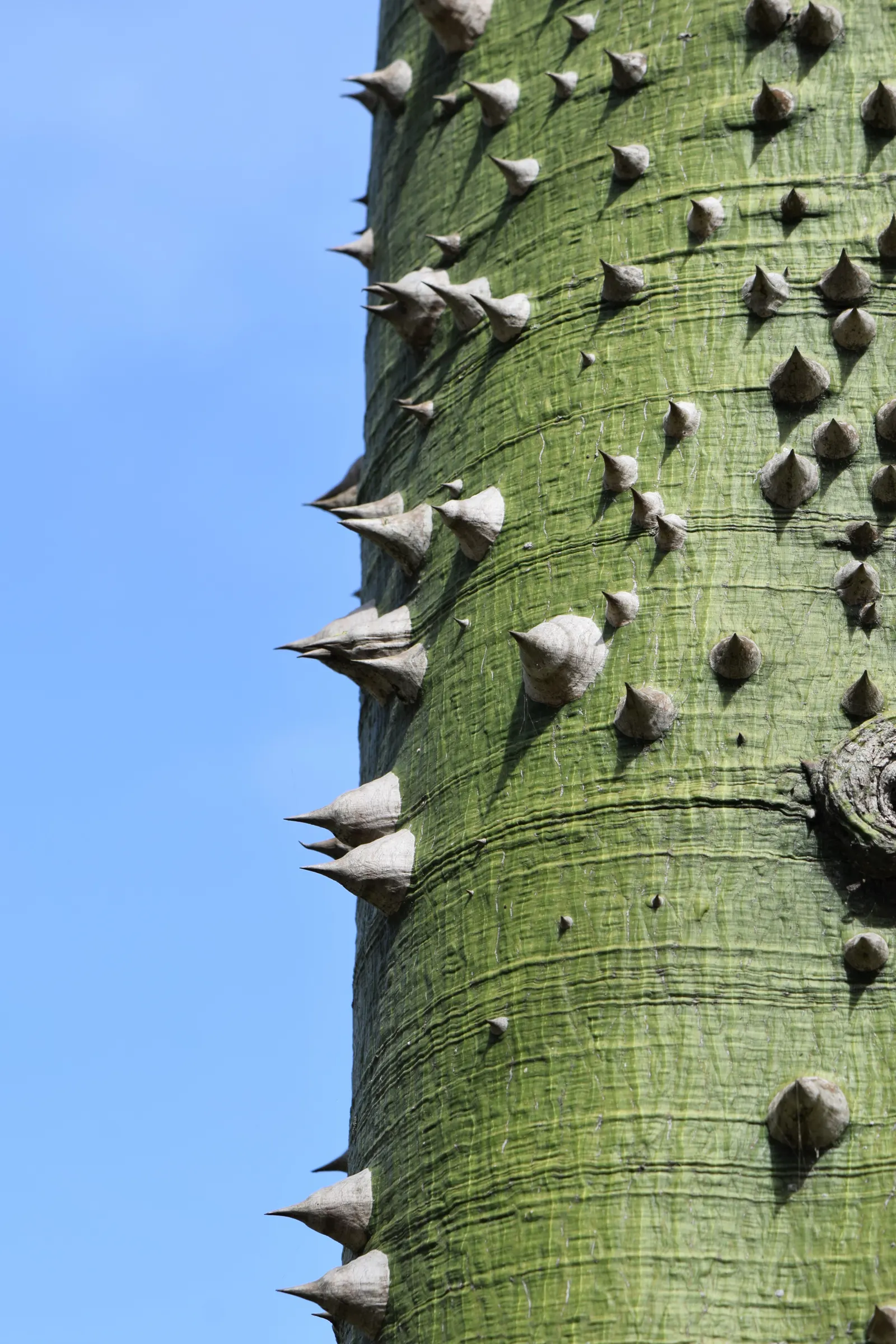 Silk Floss Tree (Ceiba Speciosa) — before the foliage emerges; notable for its bottle-shaped trunk covered in thick, image 119