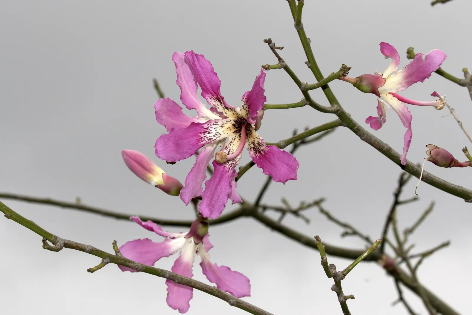 Silk Floss Tree (Ceiba Speciosa) — tree for full