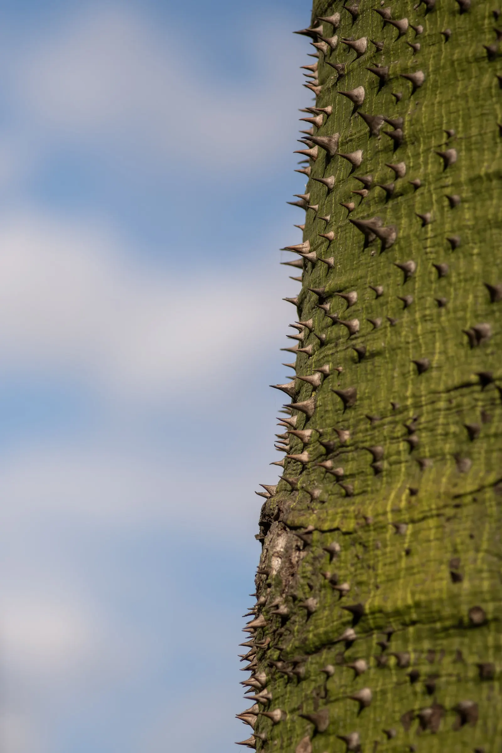Silk Floss Tree (Ceiba Speciosa) — The tree's trunk is one of its most distinctive features; it is thick and bottle-shaped; reaches heights of 30-60 feet