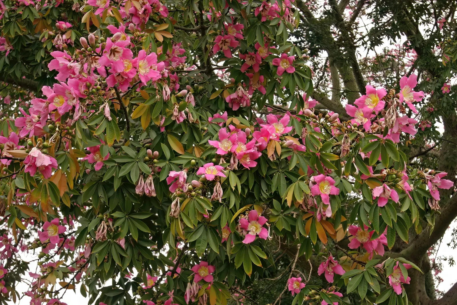 Silk Floss Tree (Ceiba Speciosa) — reaches heights of 30-60 feet; offering a brilliant display when few other trees are blooming, image 102