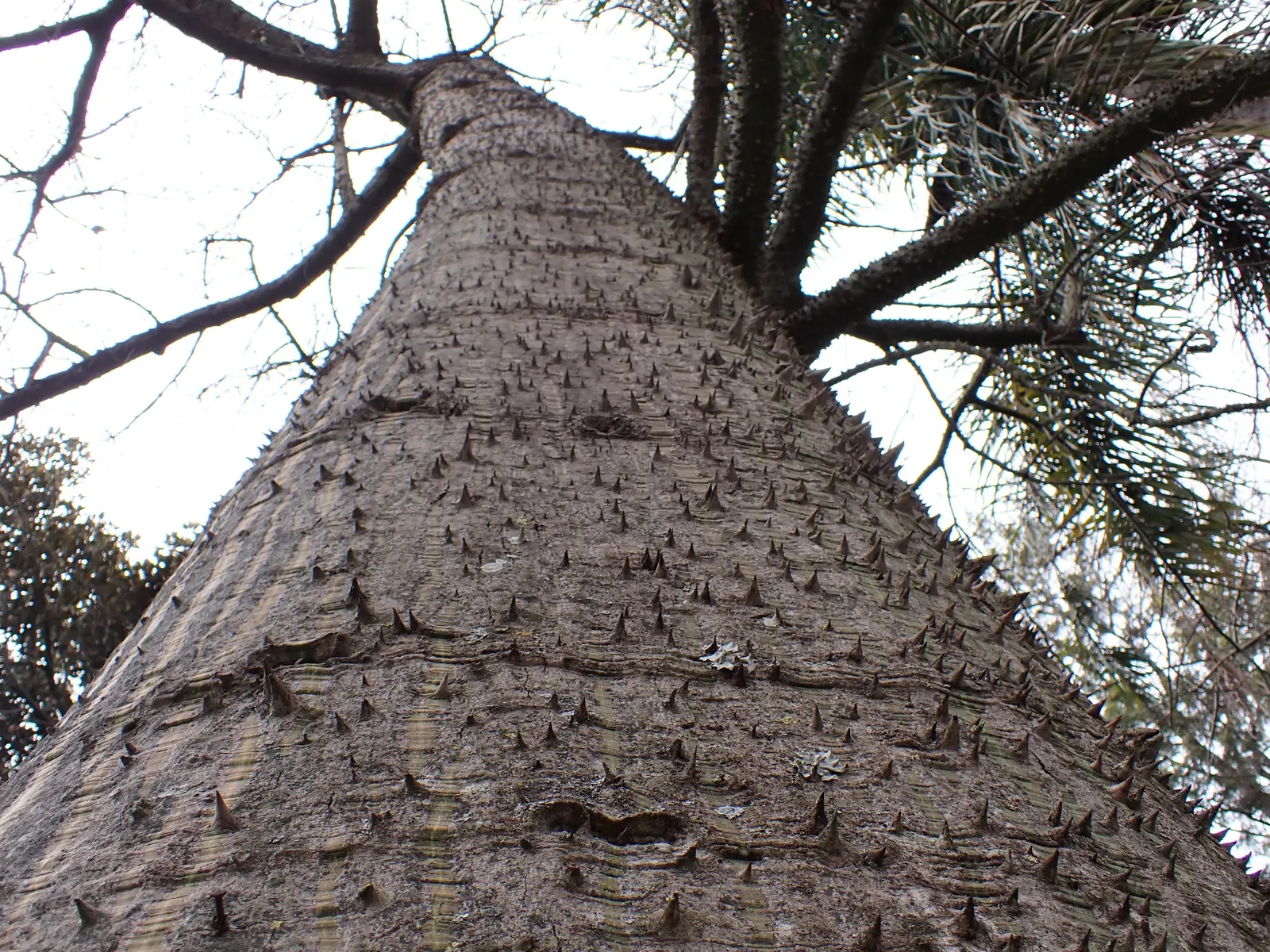 Silk Floss Tree (Ceiba Speciosa) — Each flower measures about 6 inches across, contributing to the tree's visual impact and allure; pink flowers in, image 118
