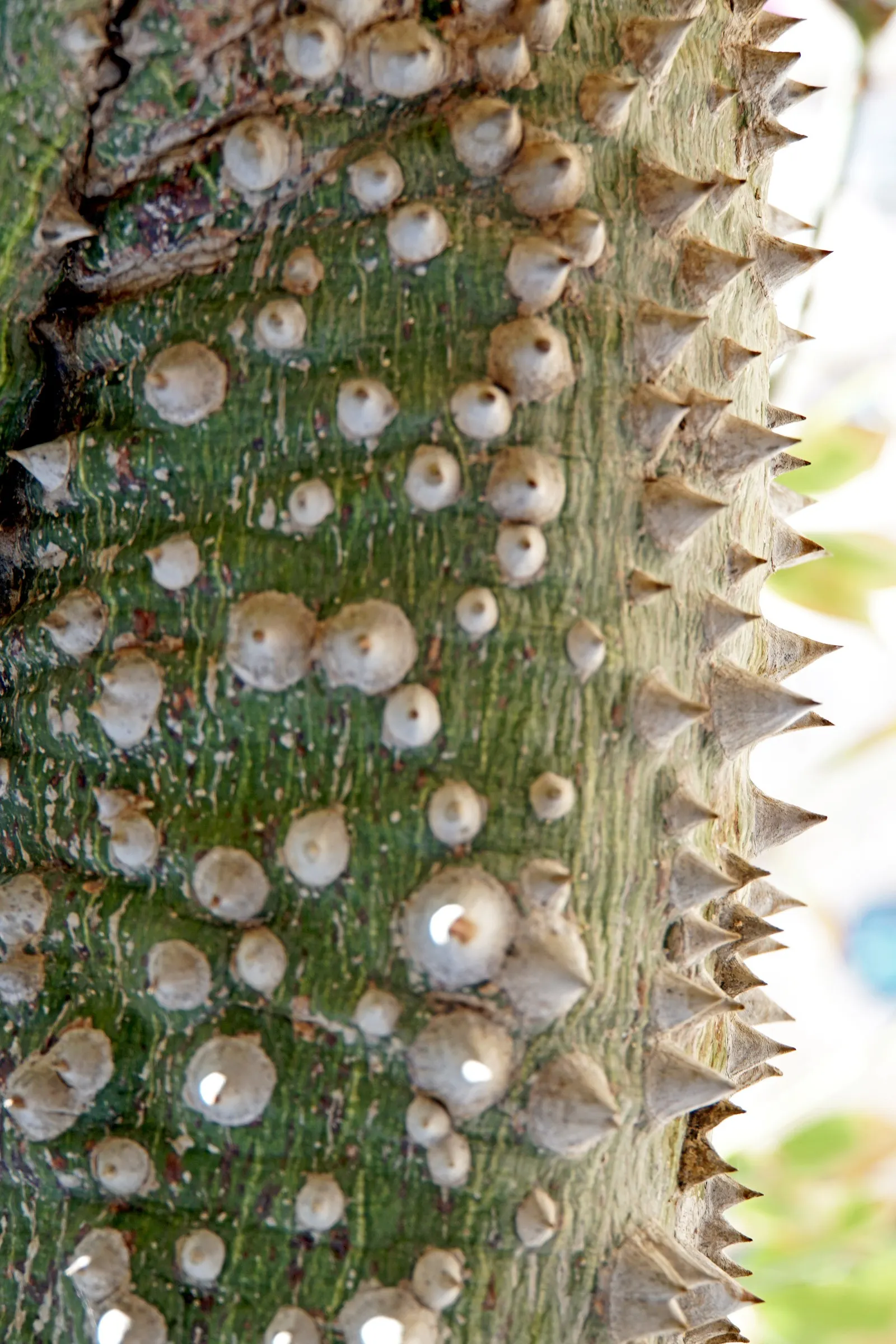 Silk Floss Tree (Ceiba Speciosa) — Notable for its bottle-shaped trunk covered in thick; tree with pink blooms