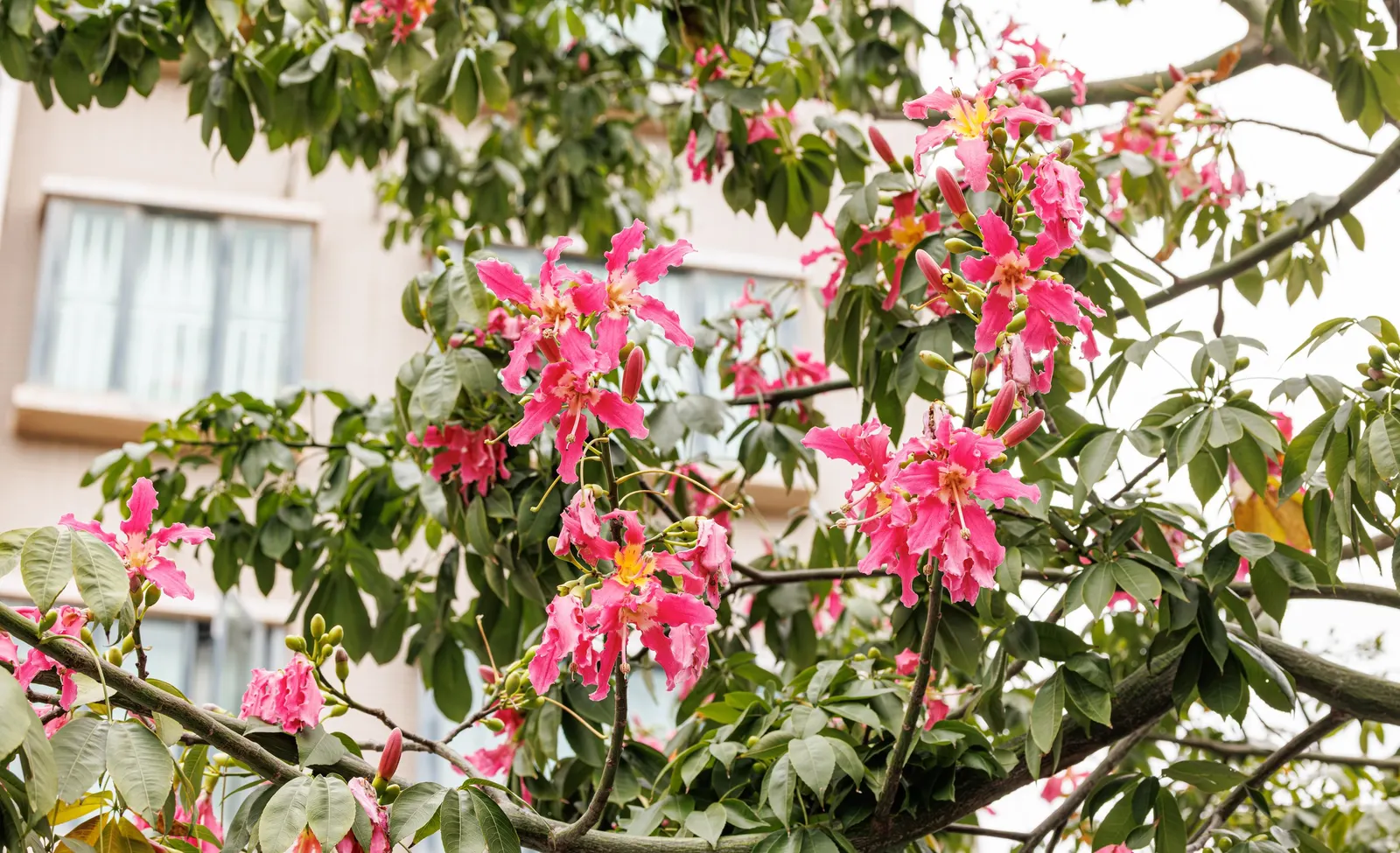 Silk Floss Tree (Ceiba Speciosa) — With potential heights reaching between 40 to 60 feet and spreading approximately 40 to 60 feet wide; creating an, image 112