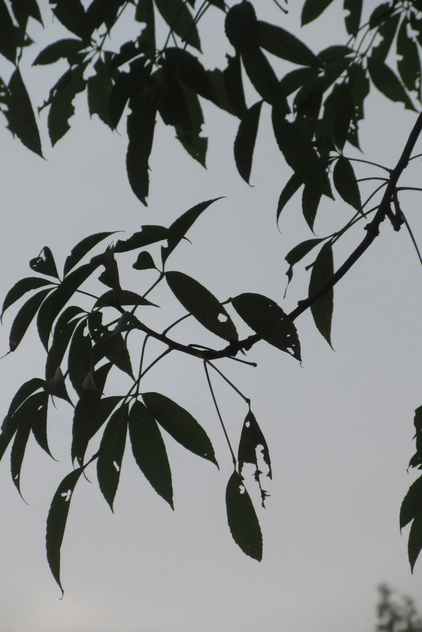 Silk Floss Tree (Ceiba Speciosa) — these fibers can create litter when the pods open.<br><br>For best growth