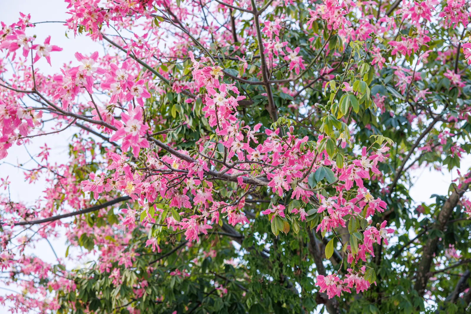 Silk Floss Tree (Ceiba Speciosa) — providing dramatic visual interest in warm climates; this tree is suited to USDA Hardiness Zones 9b through 11, image 108