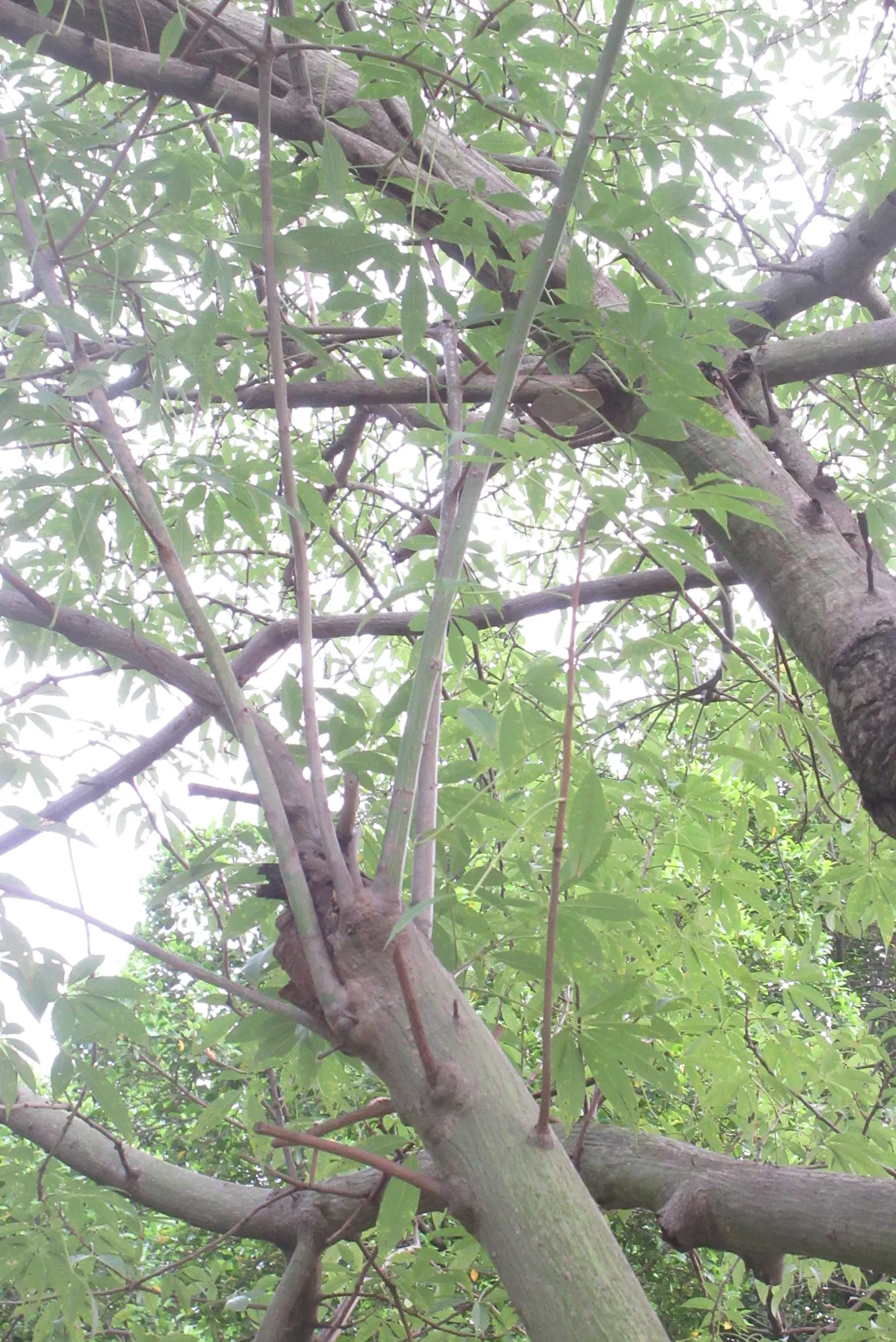 Silk Floss Tree (Ceiba Speciosa) — Its extensive roots make it ideal for parks and gardens