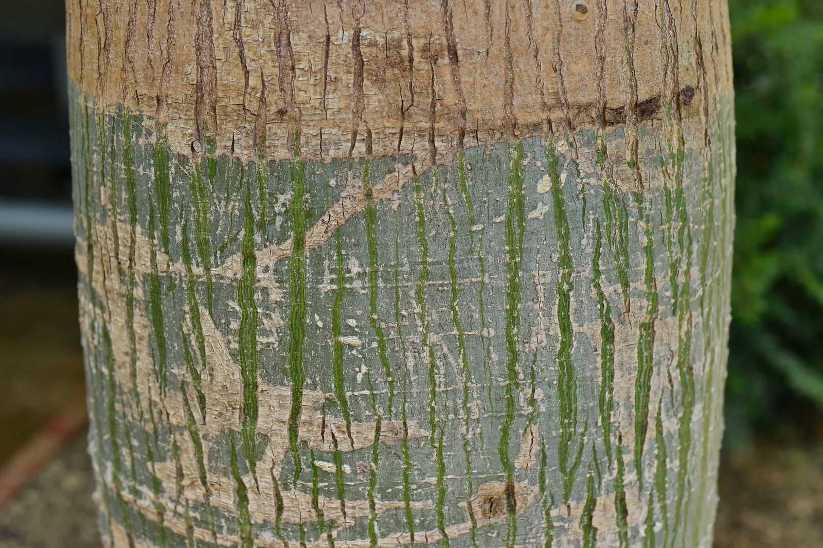 Silk Floss Tree (Ceiba Speciosa) — tree for full; but it may require ample space for both aboveground and subterranean expansion, image 99