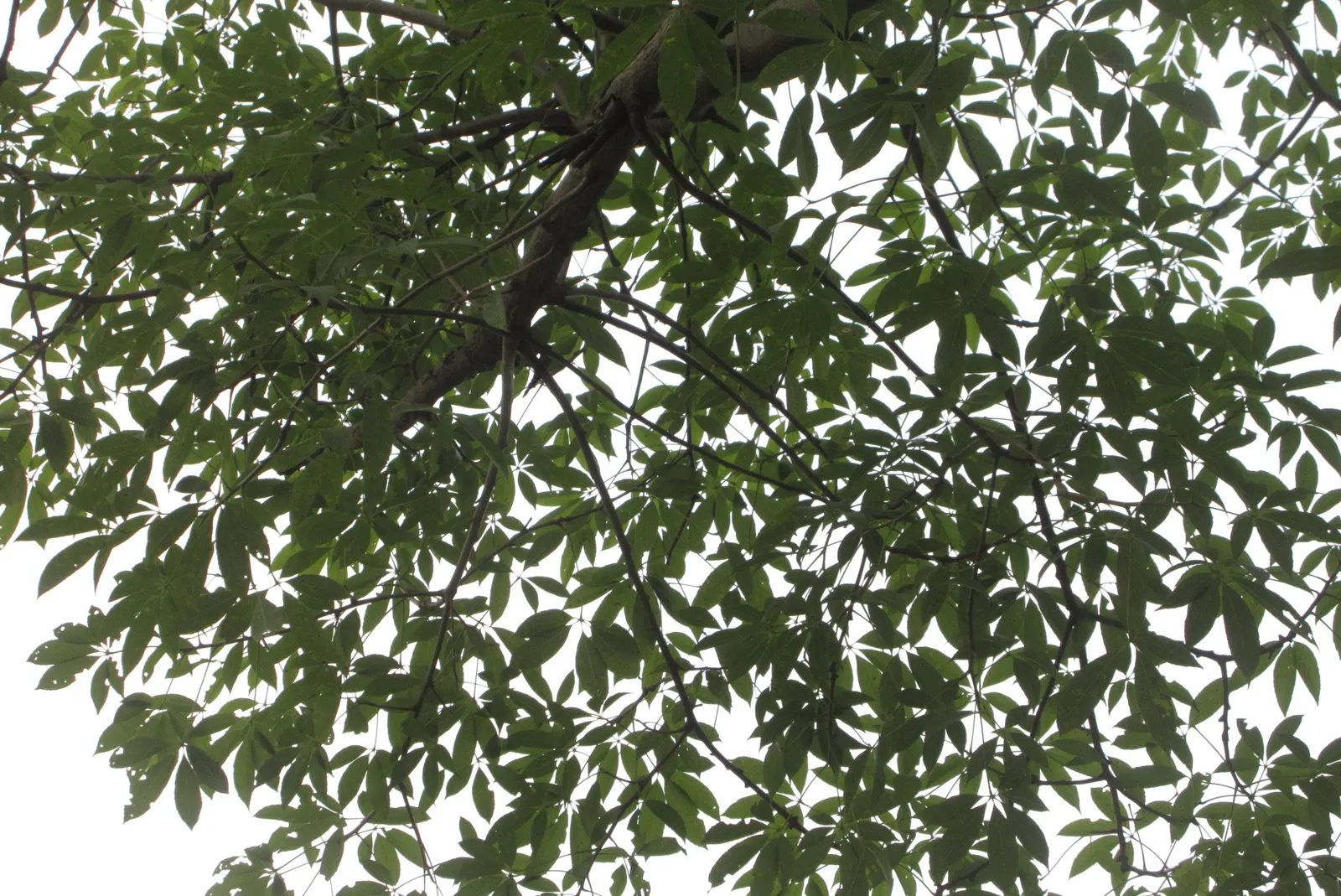 Silk Floss Tree (Ceiba Speciosa) — creating an unforgettable sight.<br><br>Following flowering
