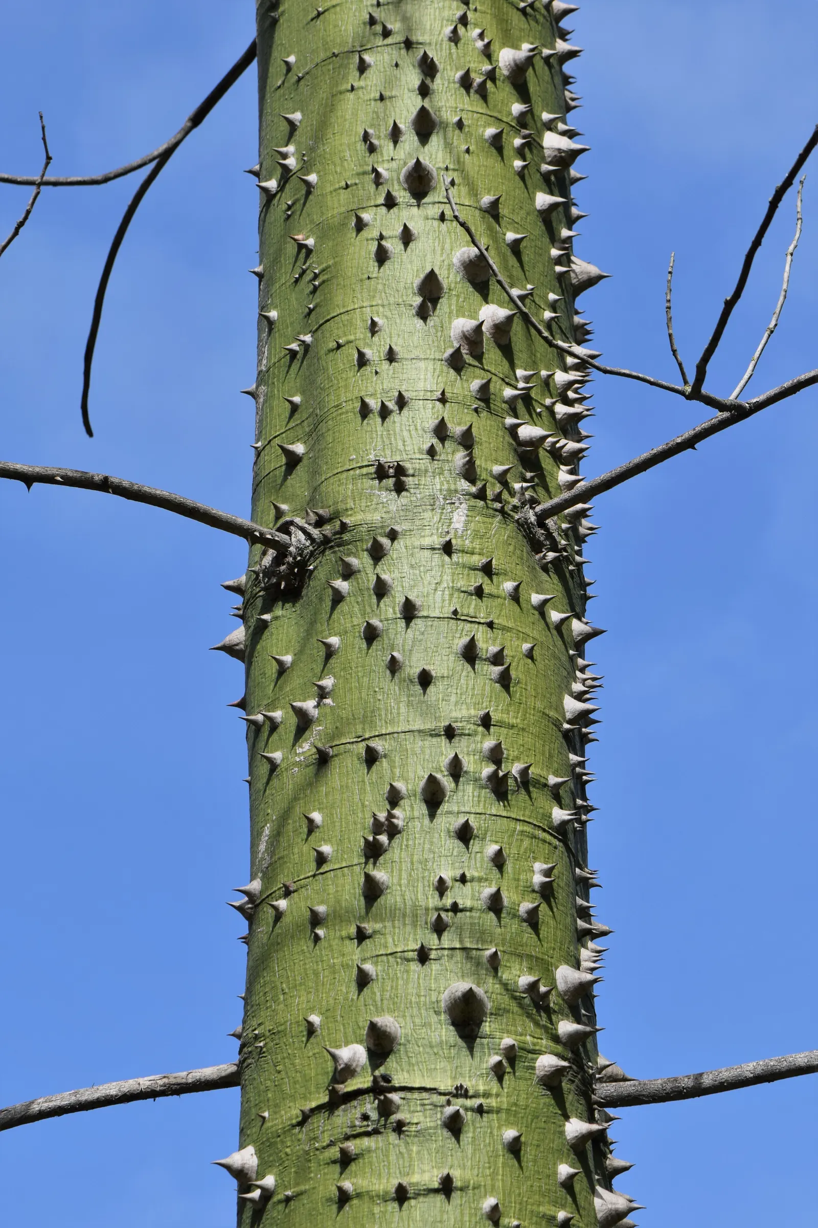 Silk Floss Tree (Ceiba Speciosa) — It is tolerant of different soil types but prefers those that are moderately fertile; it commands attention in, image 125