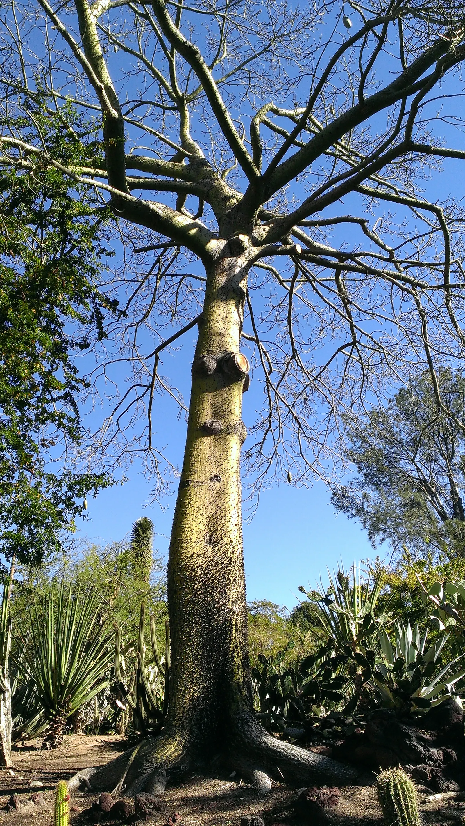 Silk Floss Tree (Ceiba Speciosa) — pink flowers in the garden
