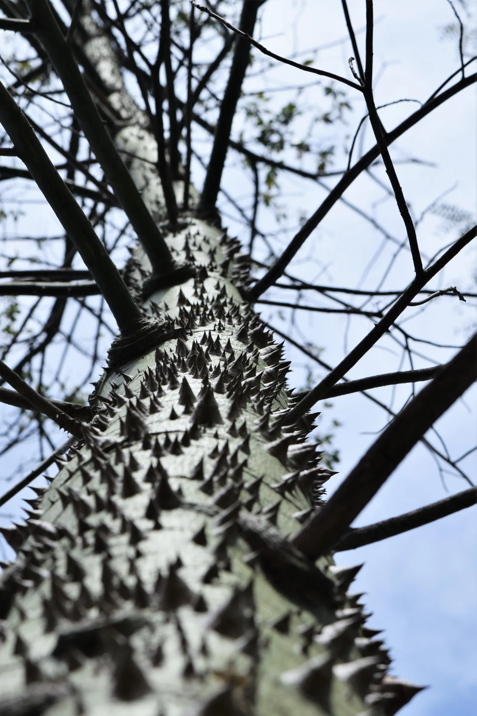 Silk Floss Tree (Ceiba Speciosa) — but it may require ample space for both aboveground and subterranean expansion; providing dramatic visual, image 129
