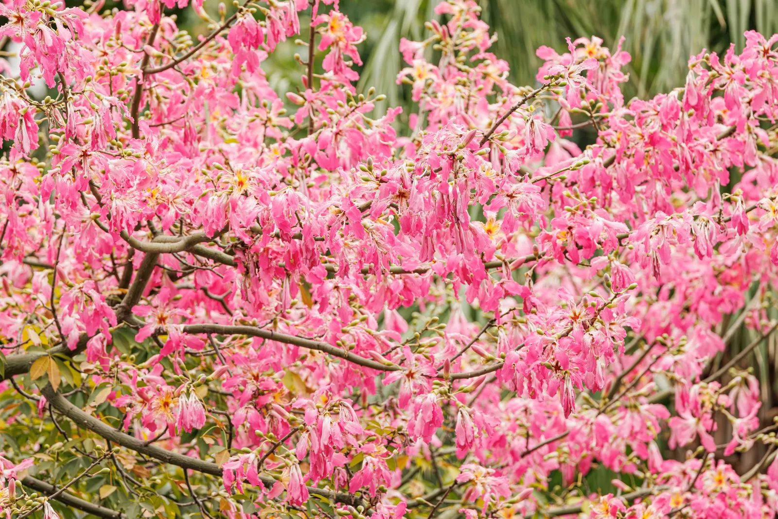 Silk Floss Tree (Ceiba Speciosa) — The tree's trunk is one of its most distinctive features; it is thick and bottle-shaped; reaches heights of, image 114
