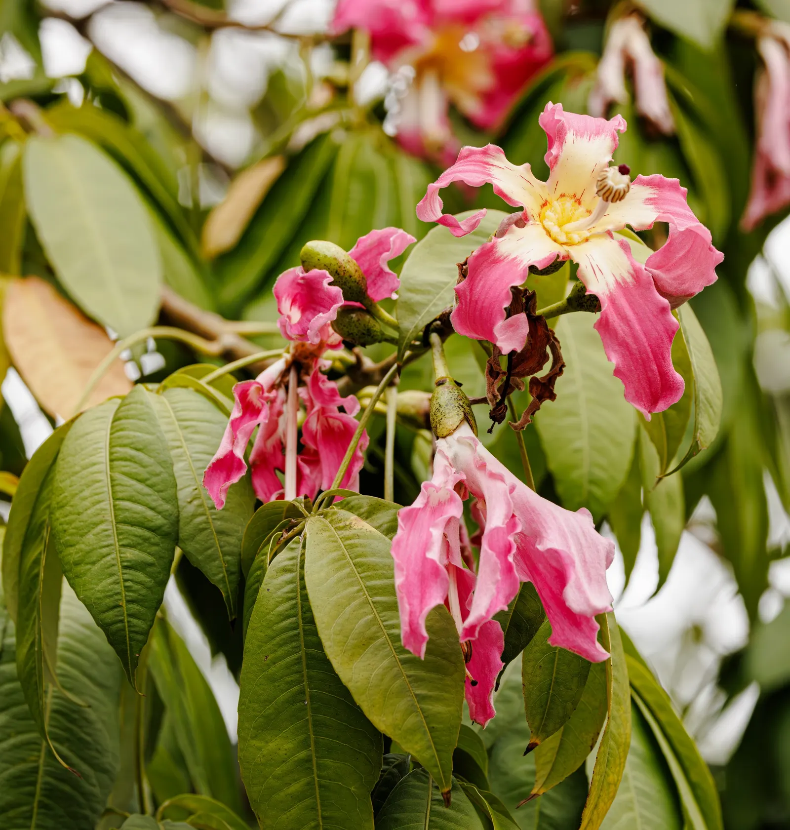 Silk Floss Tree (Ceiba Speciosa) — the tree produces oval pods filled with silky white fibers; it is tolerant of different soil types but prefers, image 122