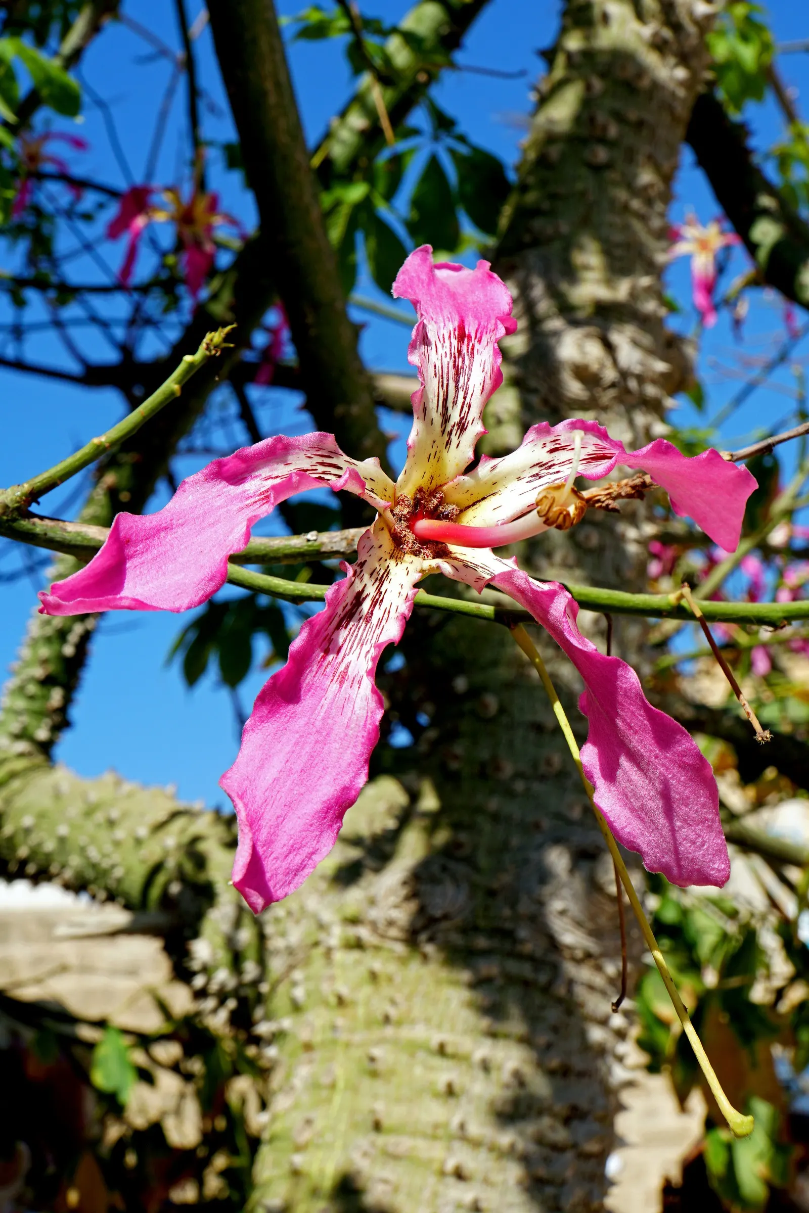 Silk Floss Tree (Ceiba Speciosa) — where it won't interfere with nearby structures