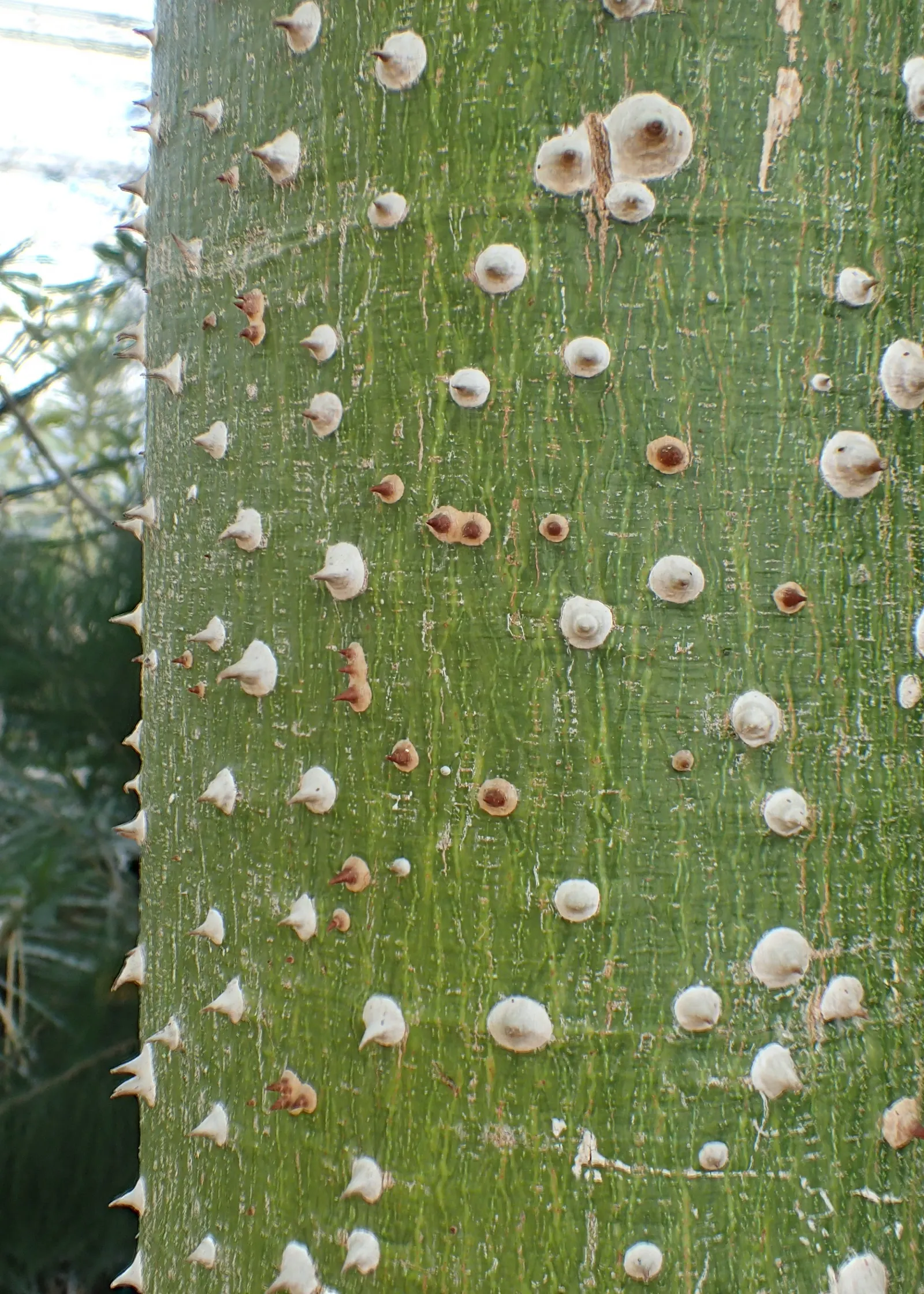 Silk Floss Tree (Ceiba Speciosa) — Its extensive roots make it ideal for parks and gardens, image 127