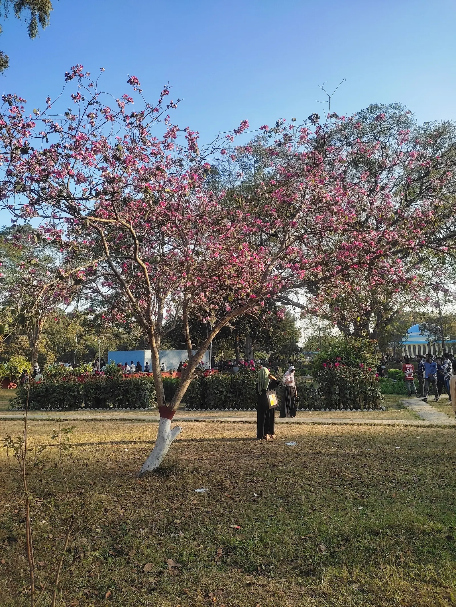 Silk Floss Tree (Ceiba Speciosa) — is a stunning deciduous or semi-evergreen tree; and is drought-tolerant once established