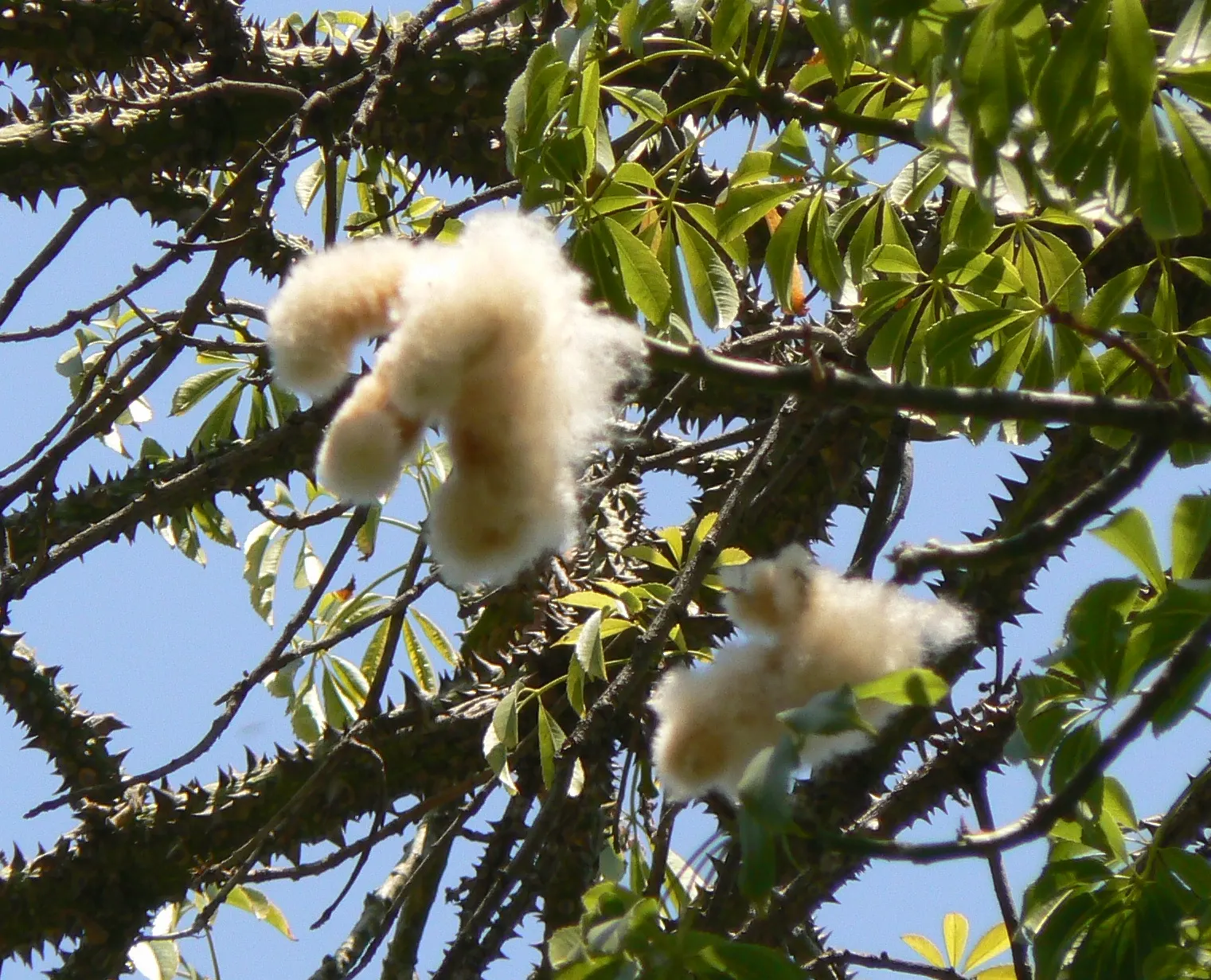 Silk Floss Tree (Ceiba Speciosa) — and is drought-tolerant once established; before the foliage emerges