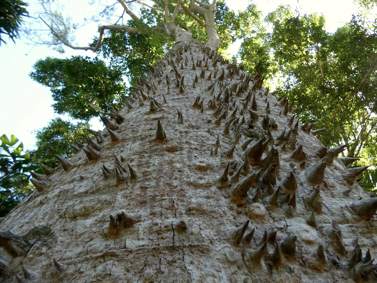 Silk Floss Tree (Ceiba Speciosa) — the blooming flowers can completely cover the tree; recognizable by its unique and majestic stature, image 120