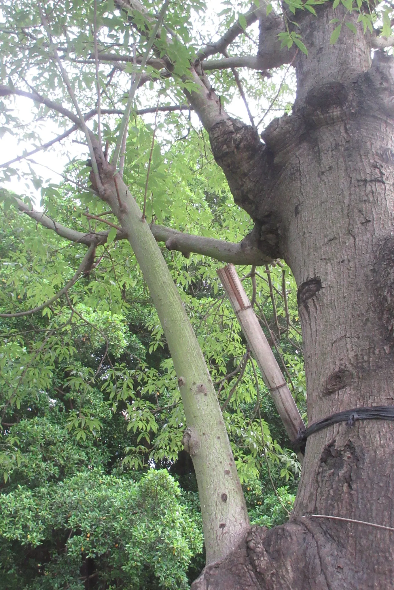 Silk Floss Tree (Ceiba Speciosa) — This tree is suited to USDA Hardiness Zones 9b through 11 and is drought-resistant once established