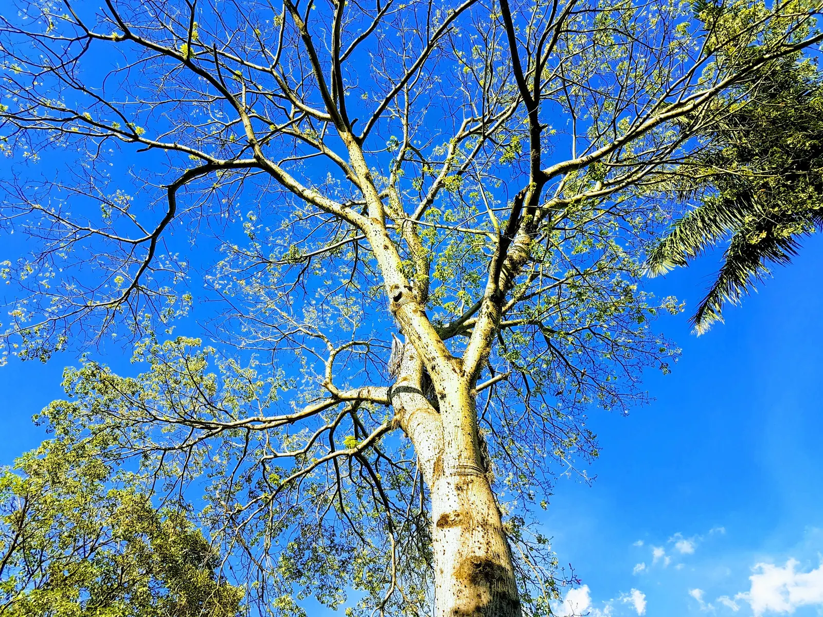 Silk Floss Tree (Ceiba Speciosa) — Each flower measures about 6 inches across, contributing to the tree's visual impact and allure