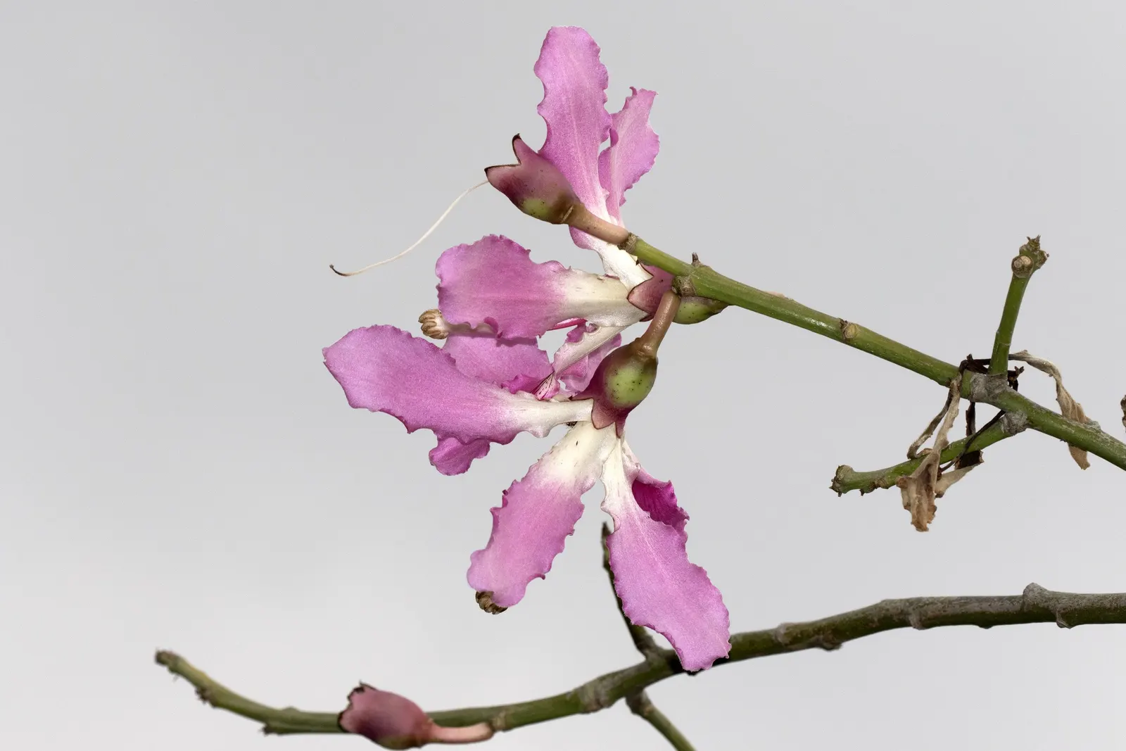 Silk Floss Tree (Ceiba Speciosa) — The Silk Floss Tree (Ceiba speciosa); with a canopy spread of up to 40 feet