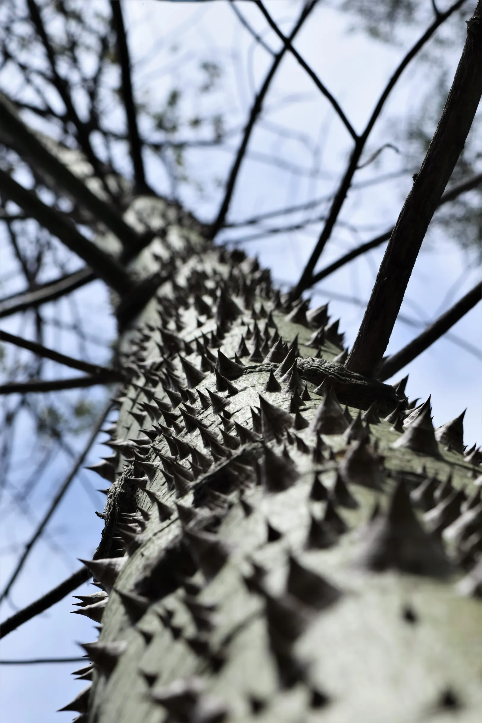 Silk Floss Tree (Ceiba Speciosa) — a striking deciduous specimen; is a stunning deciduous or semi-evergreen tree, image 134