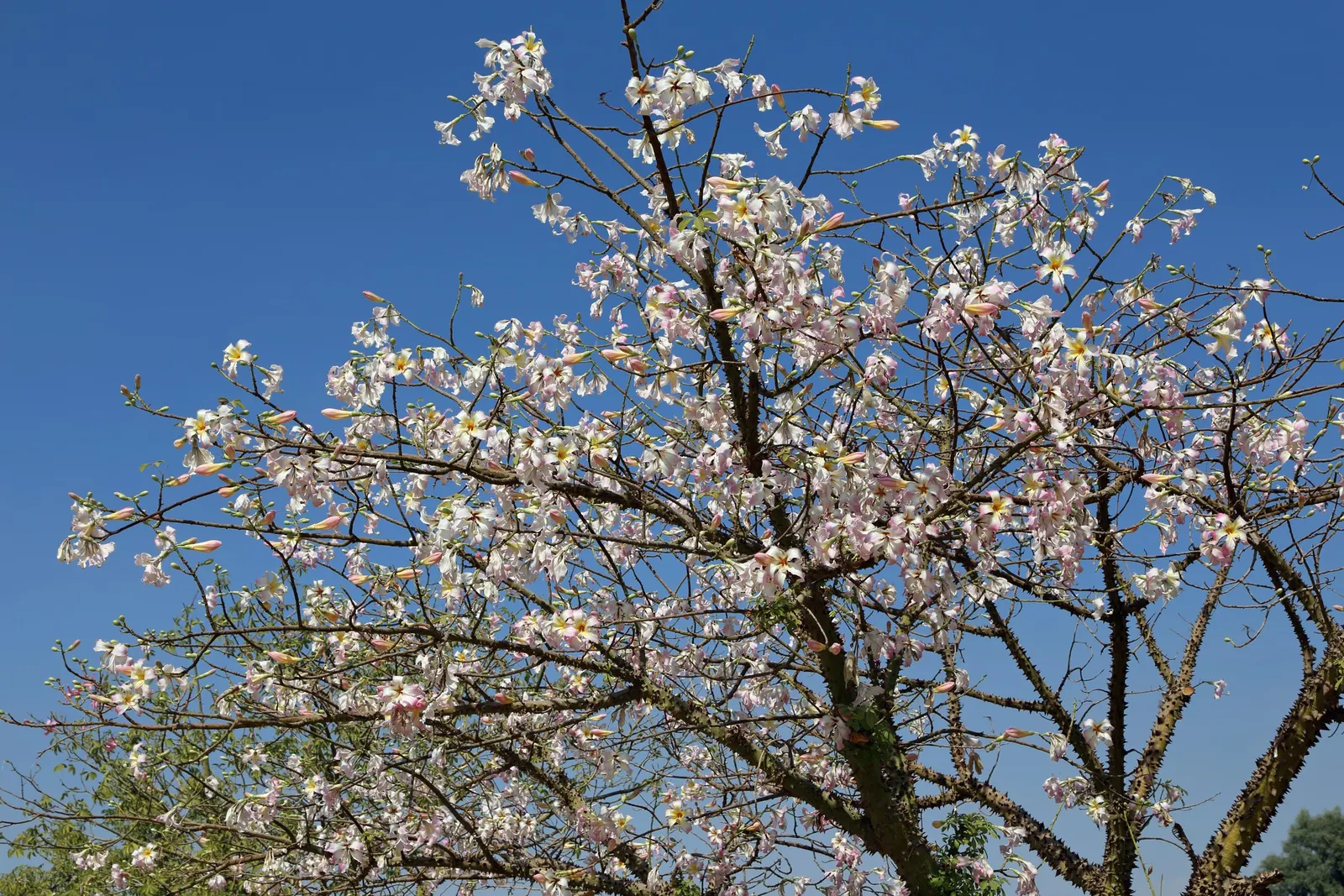 Silk Floss Tree (Ceiba Speciosa) — With potential heights reaching between 40 to 60 feet and spreading approximately 40 to 60 feet wide; creating an, image 178