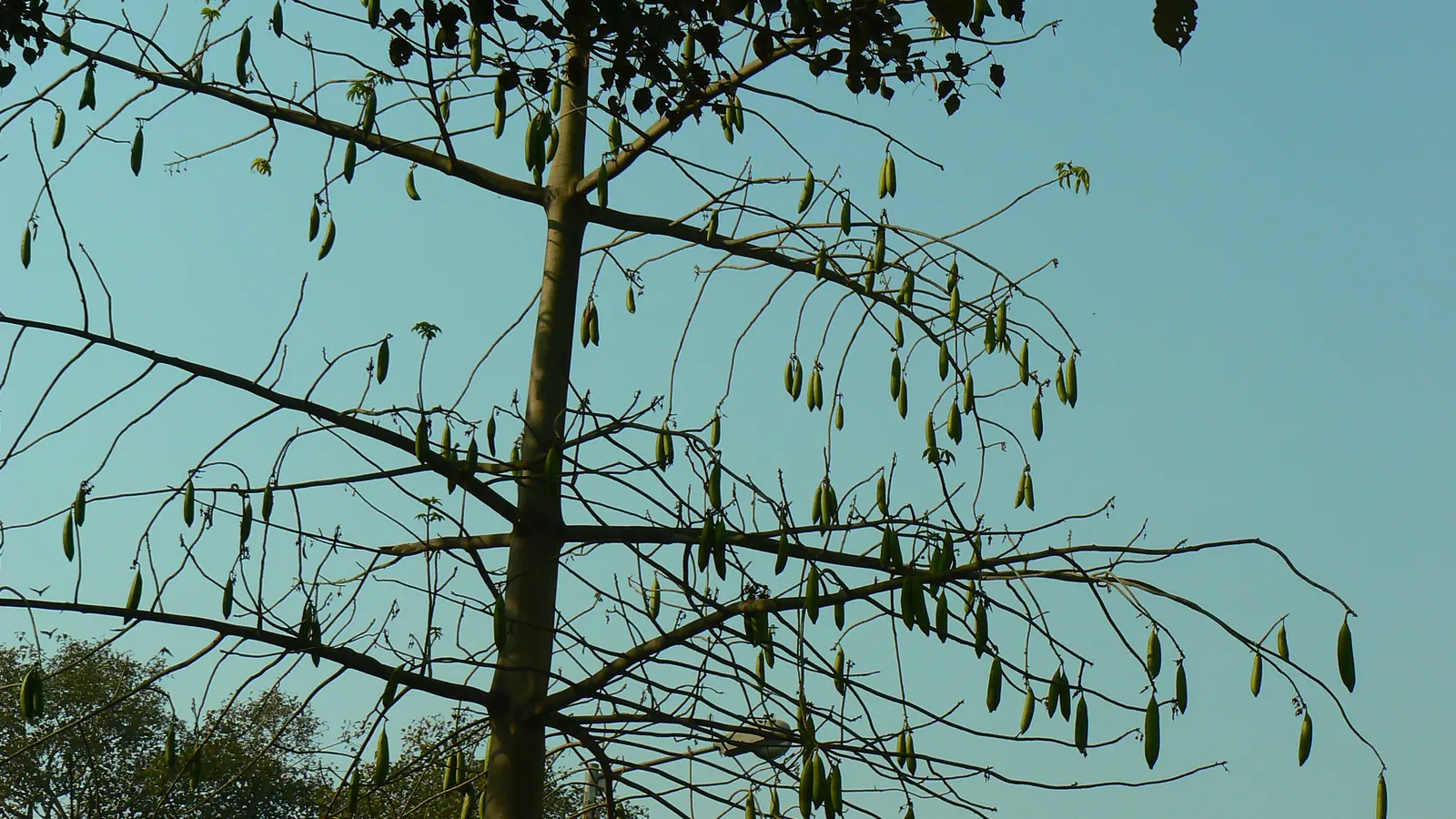 Silk Floss Tree (Ceiba Speciosa) — the blooming flowers can completely cover the tree