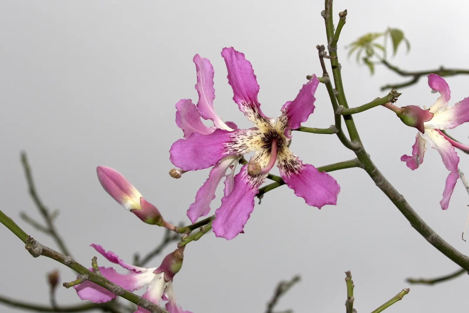 Silk Floss Tree (Ceiba Speciosa) — orchid-like pink flowers in fall before leaf drop, image 39