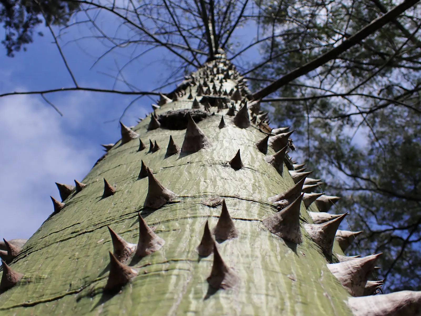 Silk Floss Tree (Ceiba Speciosa) — The tree's trunk is one of its most distinctive features; it is thick and bottle-shaped